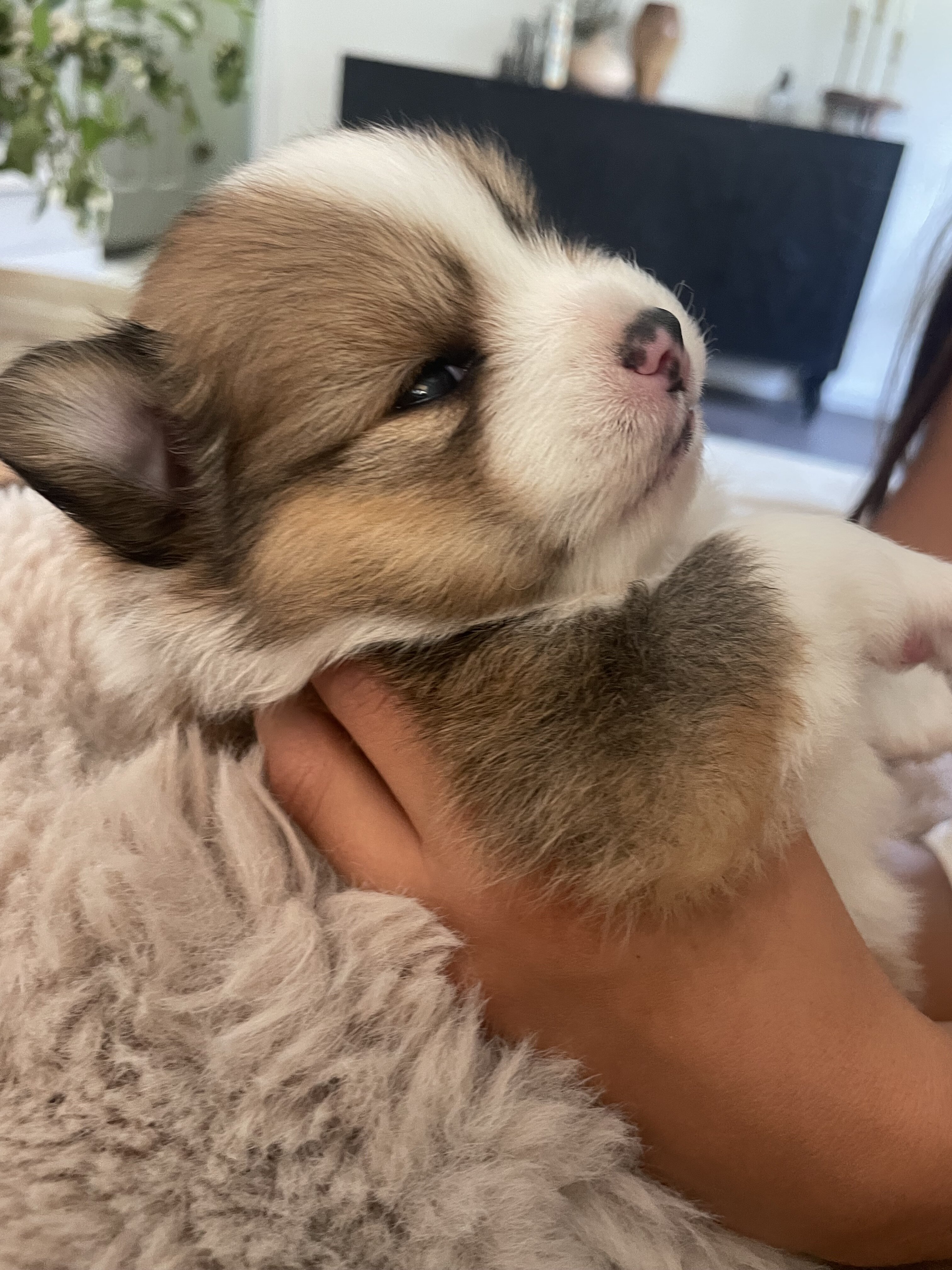 Purebred Pomeranian image 4