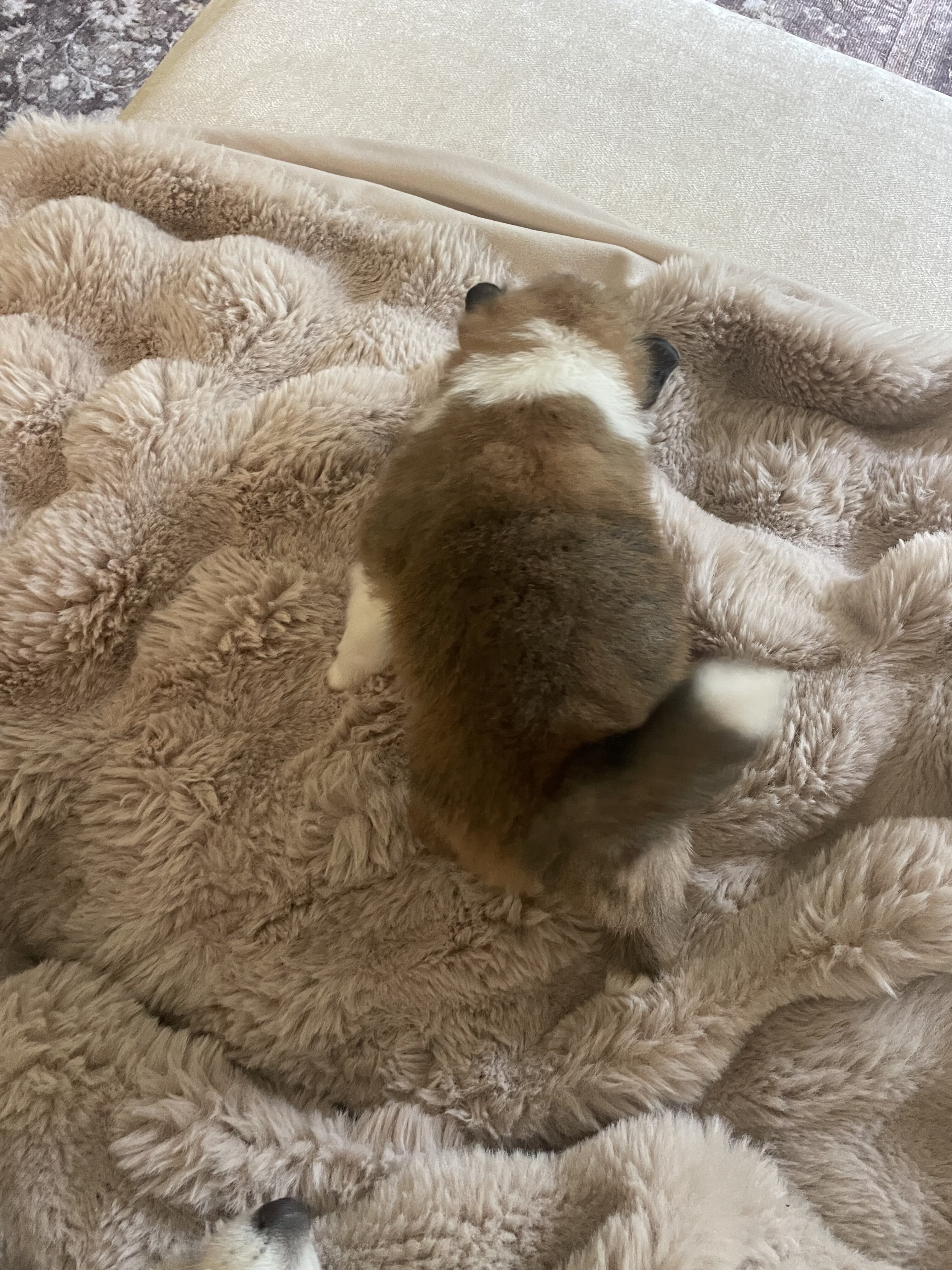 Purebred Pomeranian image 5