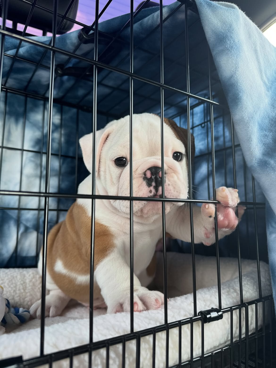 English Bulldog Puppies image 1