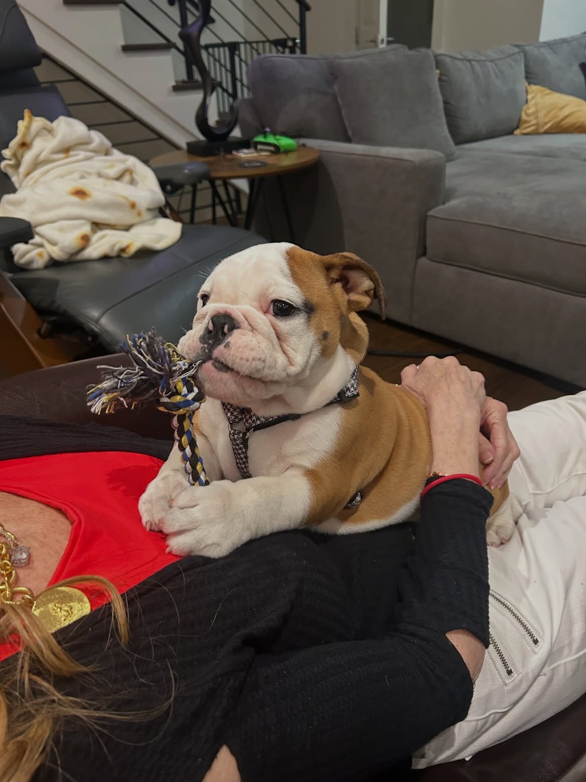English Bulldog Puppies image 2