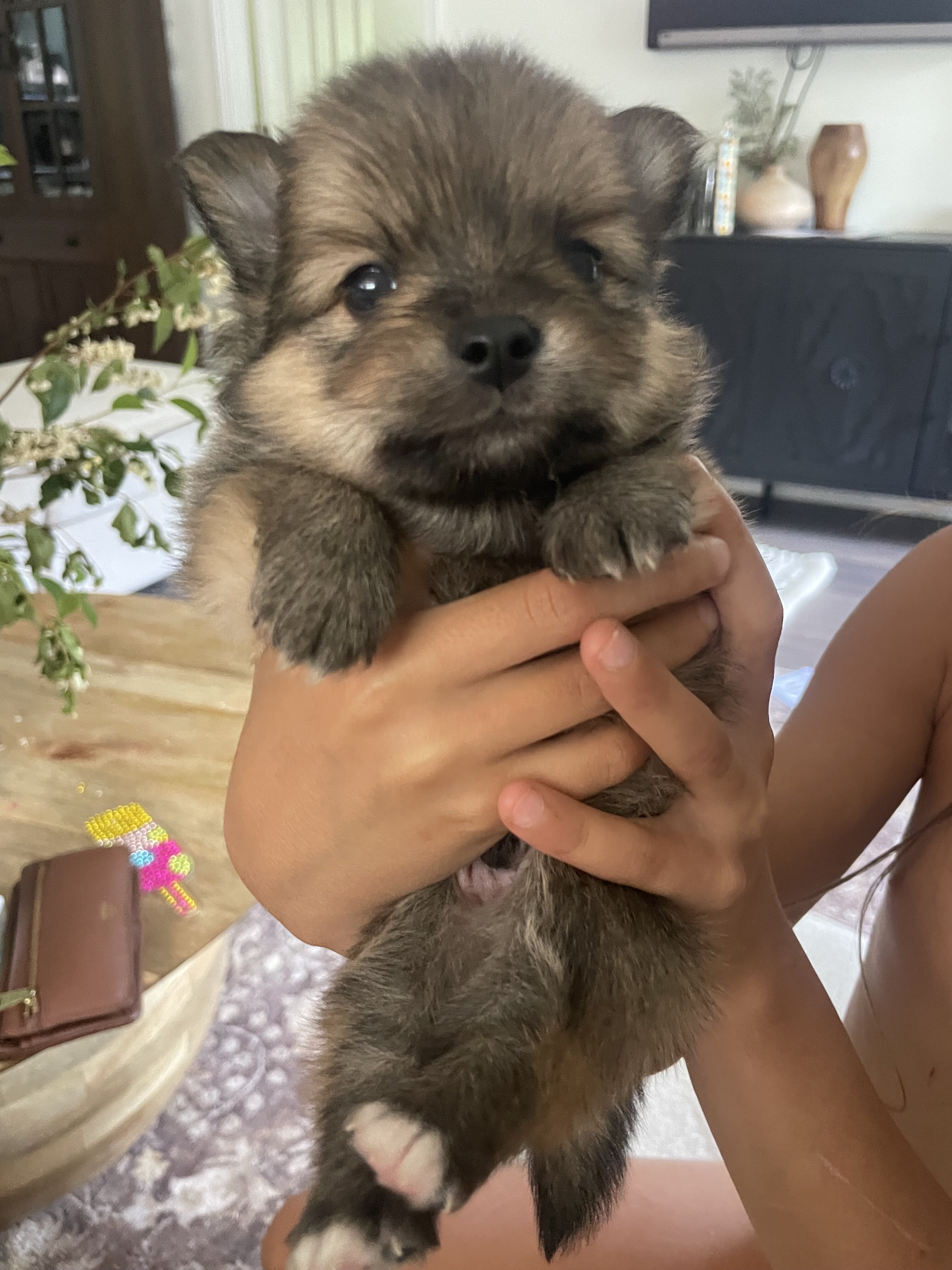 Pomeranian Puppy image 1