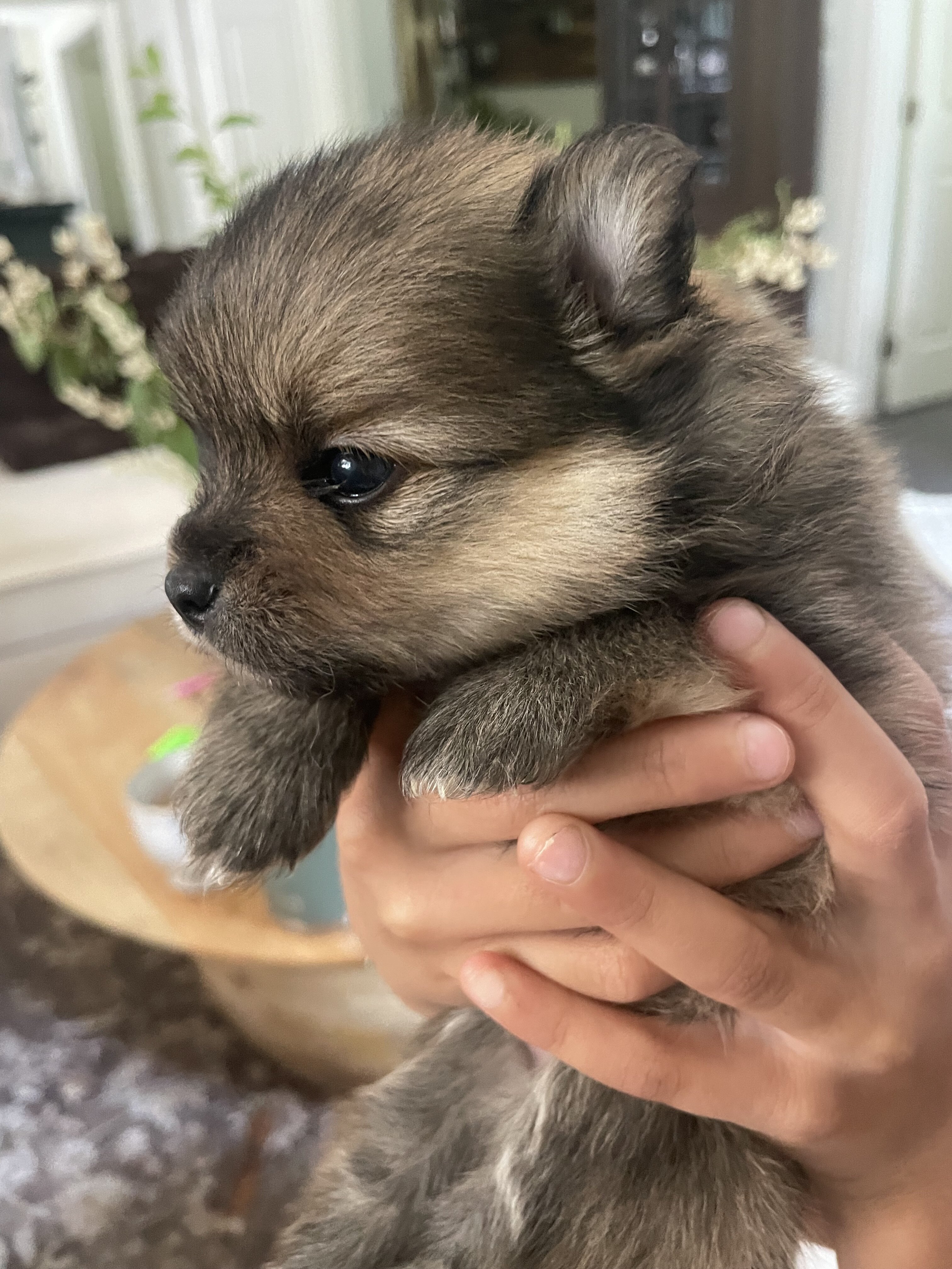 Pomeranian Puppy image 2