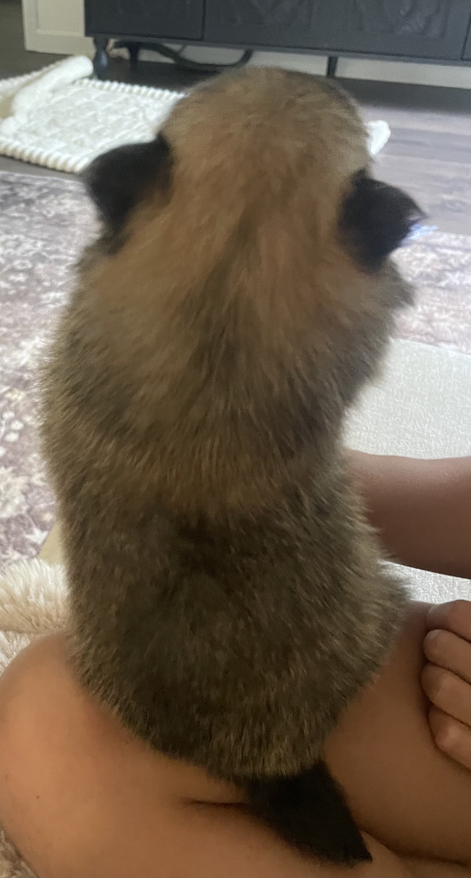 Pomeranian Puppy image 3