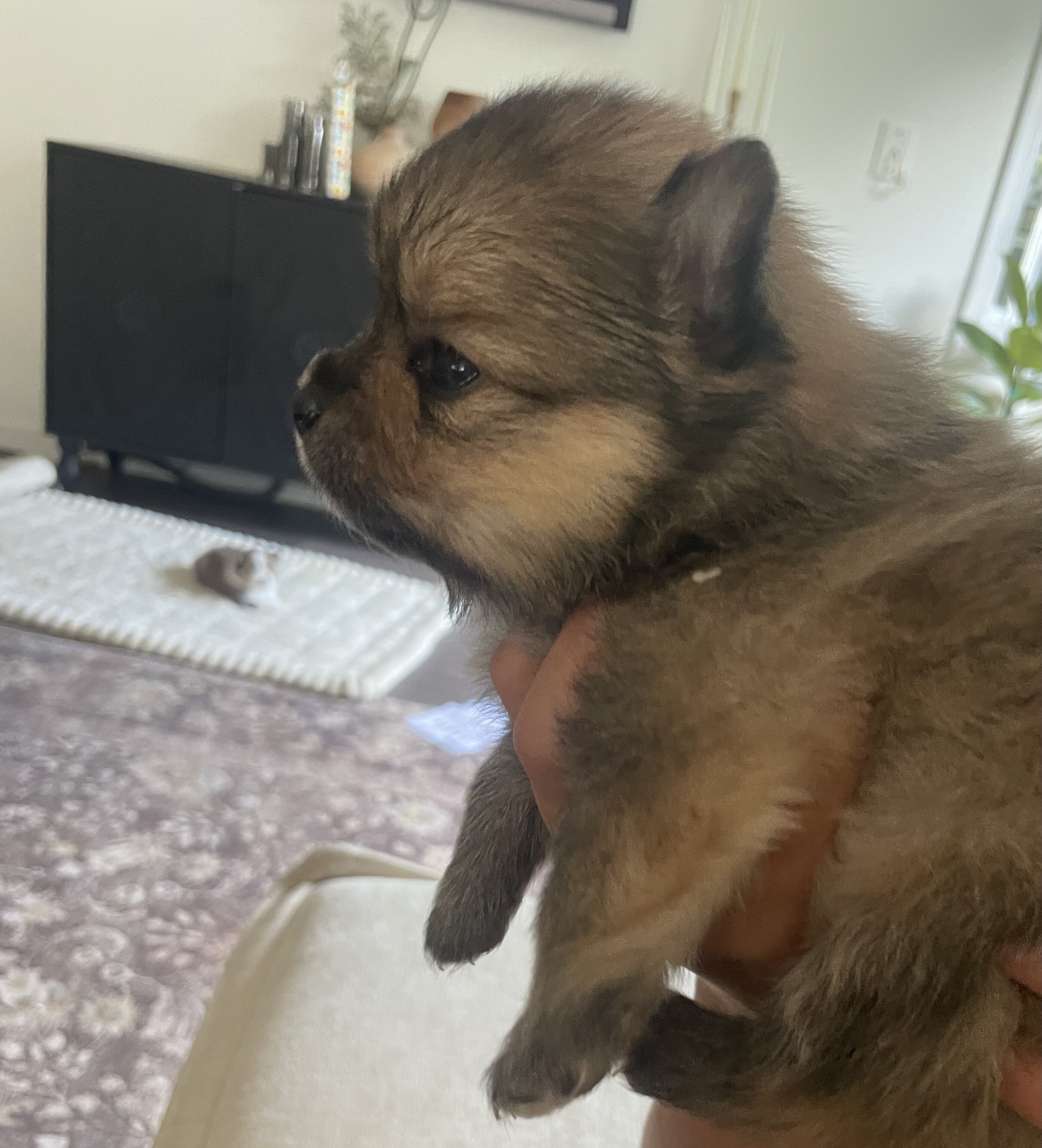 Pomeranian Puppy image 4