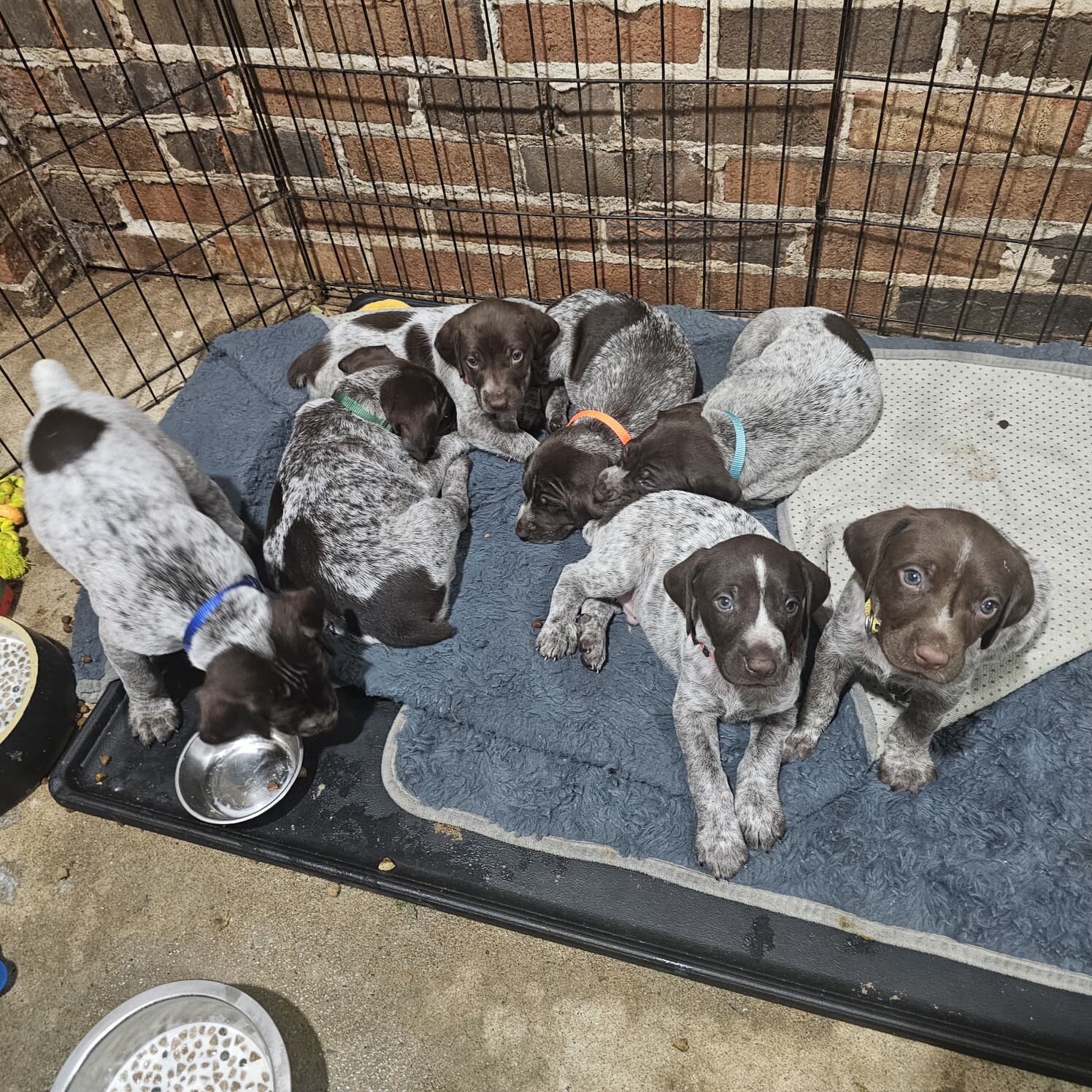 Amazing German Shorthaired Pointer Pups Available! image 1