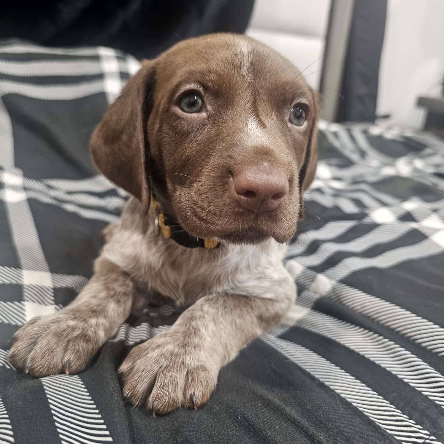 Amazing German Shorthaired Pointer Pups Available! image 2