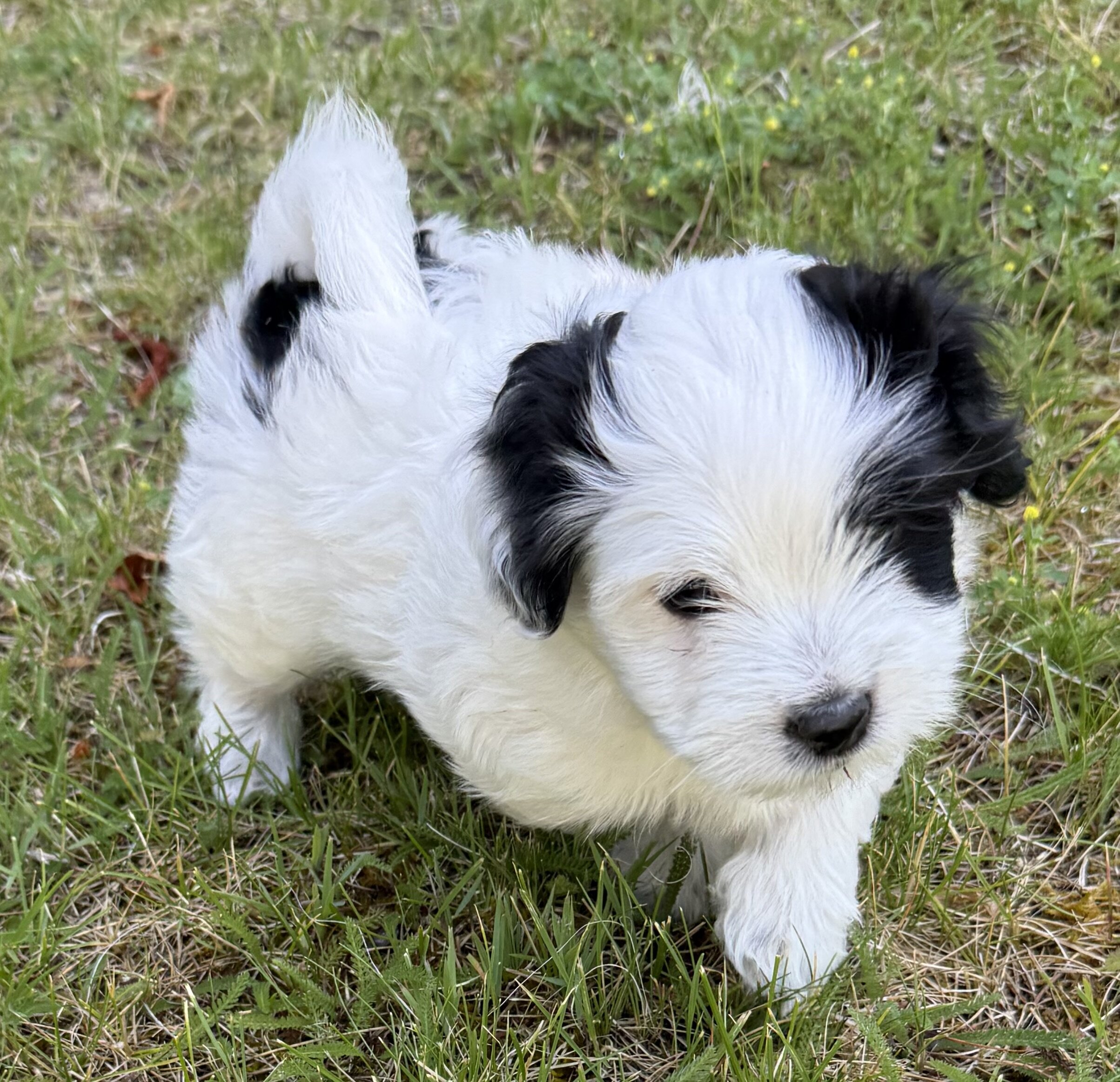 AKC Coton de Tulear image 1