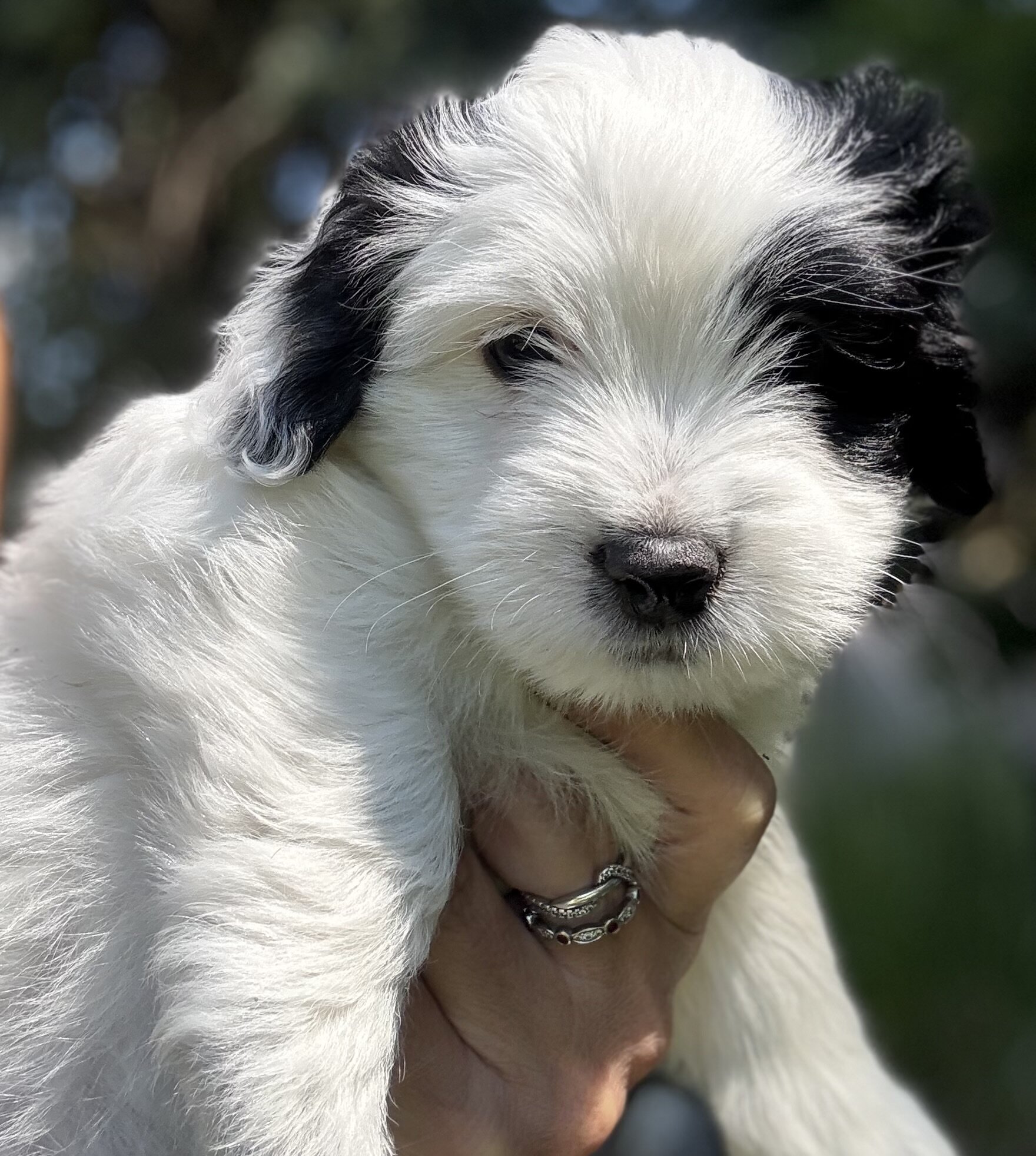 AKC Coton de Tulear image 2