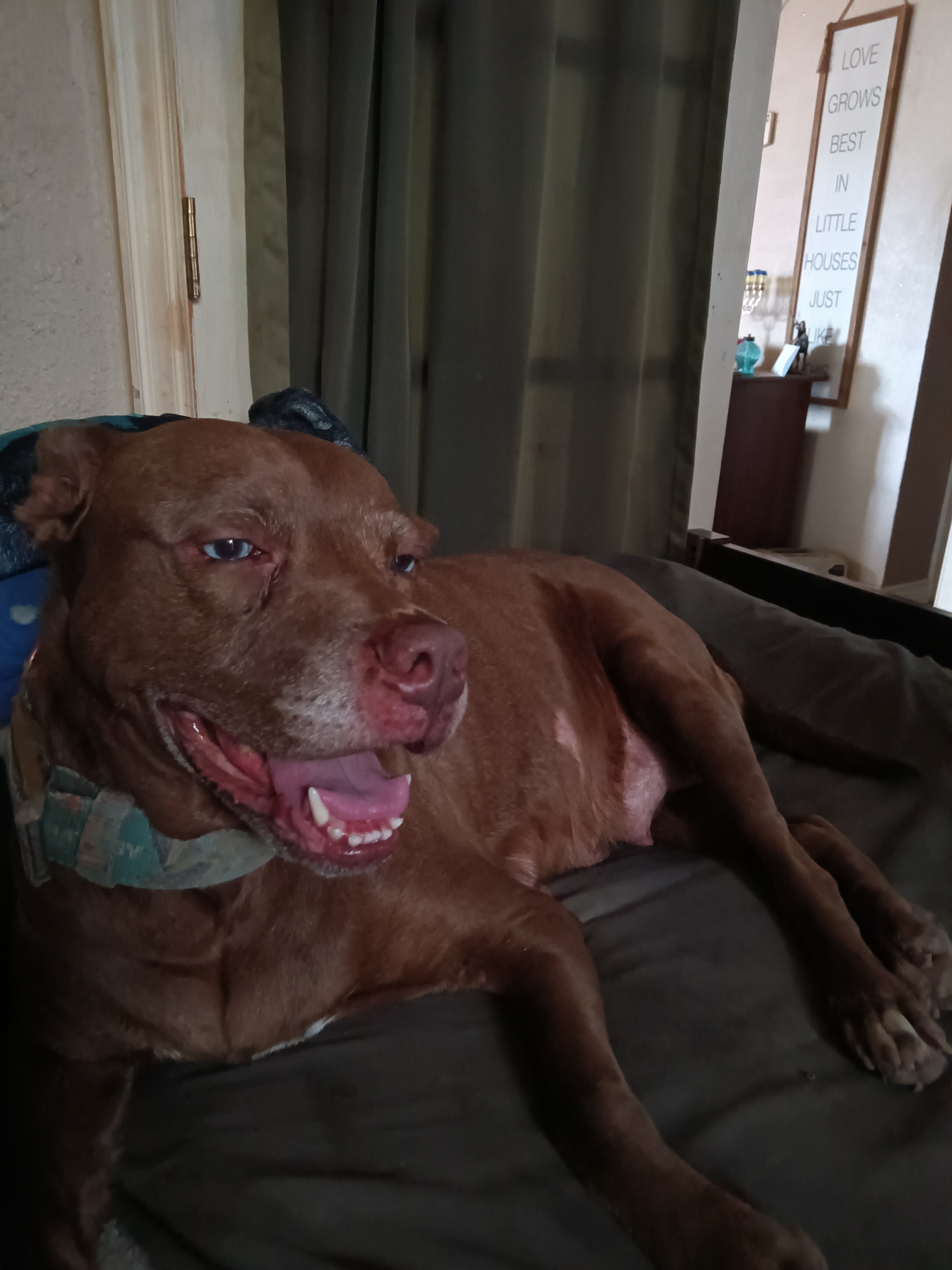 10 week old male Pitbull, Chocolate Lab and Jack R image 4