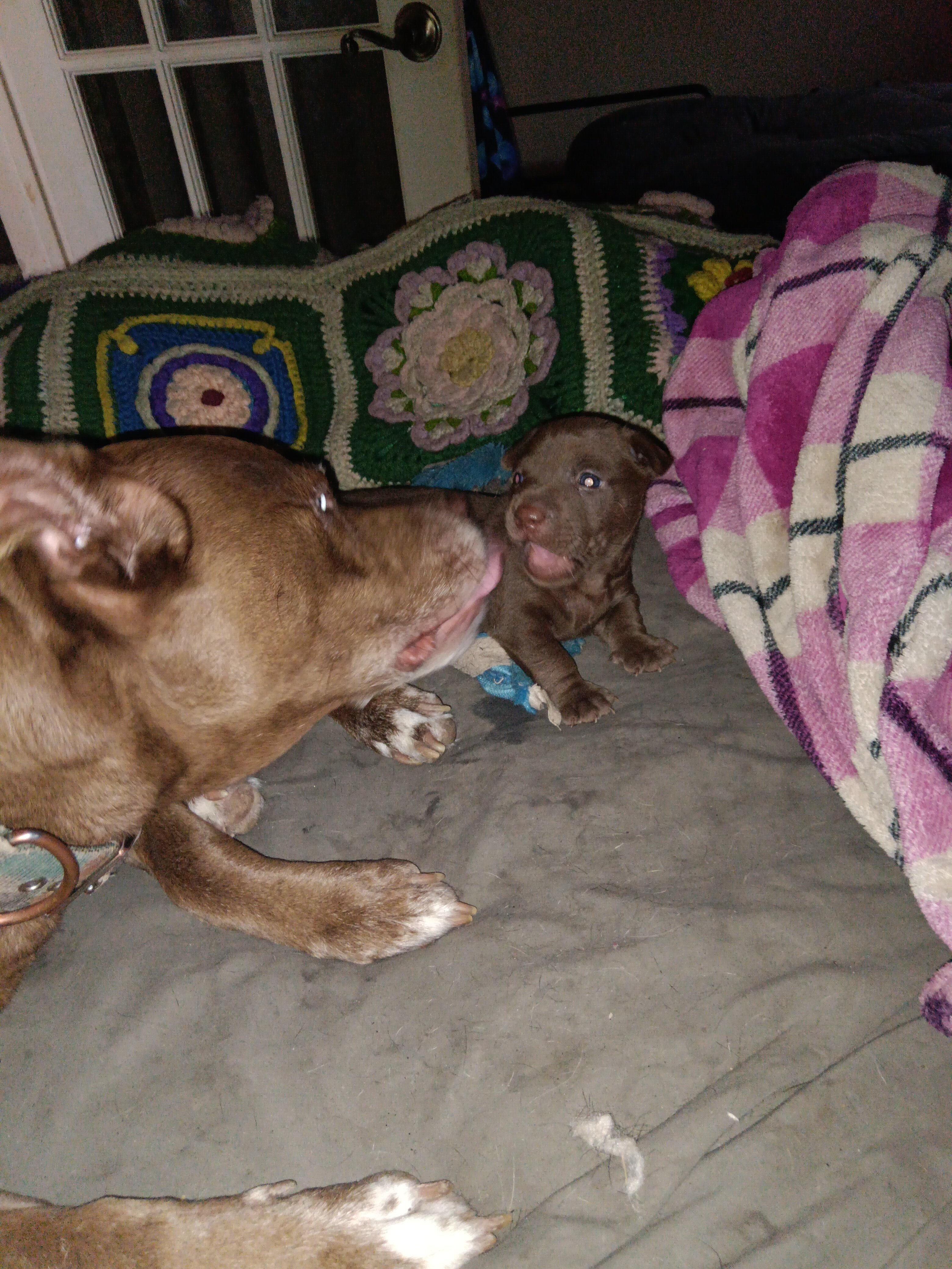 10 week old male Pitbull, Chocolate Lab and Jack R image 2
