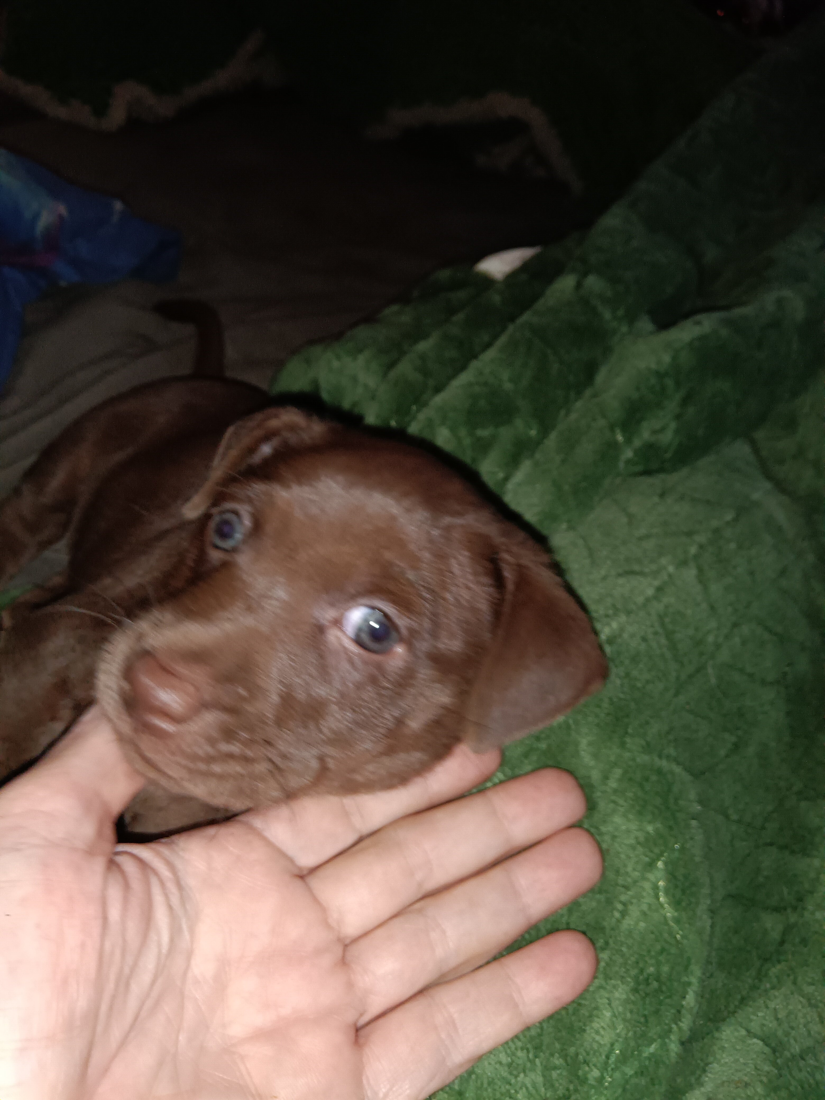 10 week old male Pitbull, Chocolate Lab and Jack R image 1
