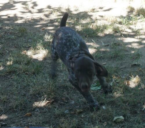 German Shorthaired female puppies image 2
