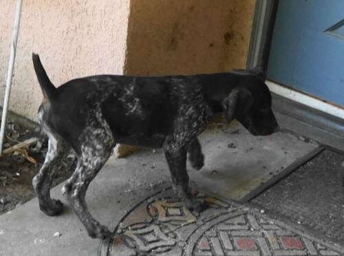 German Shorthaired female puppies image 3