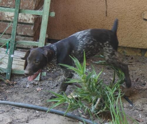 German Shorthaired female puppies image 4