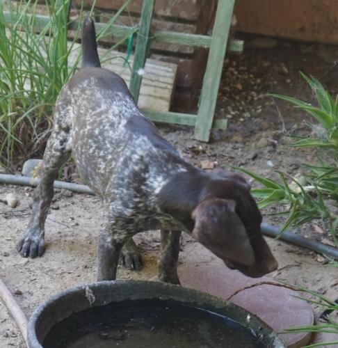 German Shorthaired female puppies image 5
