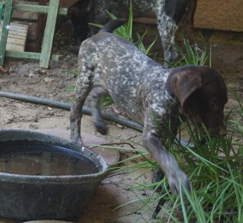 German Shorthaired female puppies image 6