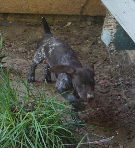 German Shorthaired female puppies image 7