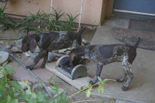 German Shorthaired female puppies image 8