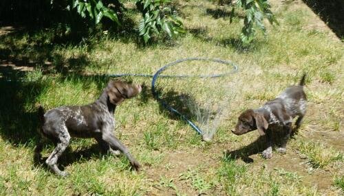 German Shorthaired female puppies image 9