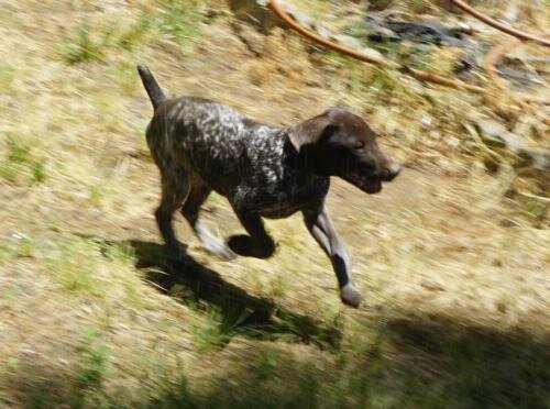German Shorthaired female puppies image 1