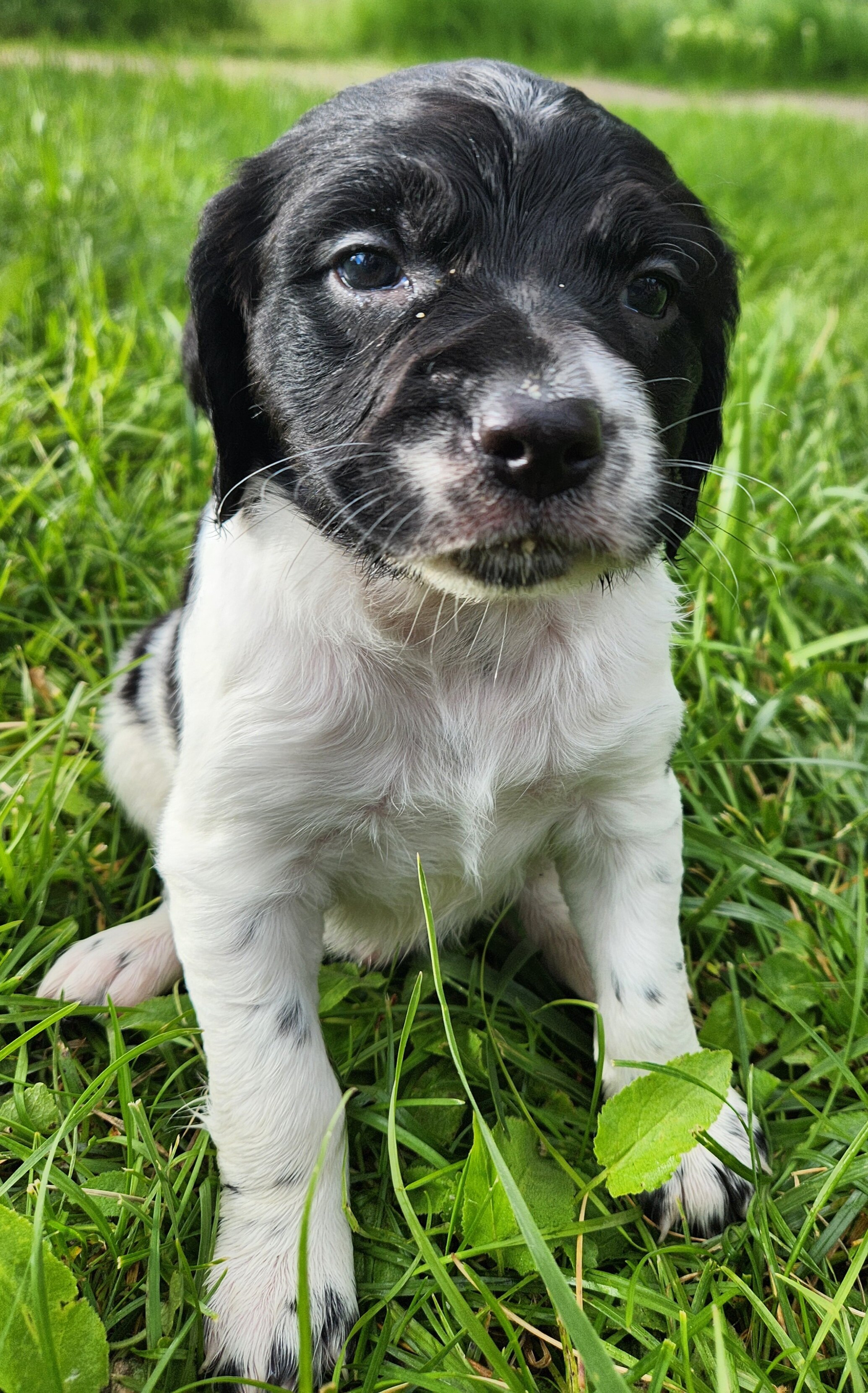 French Brittany Pups image 3