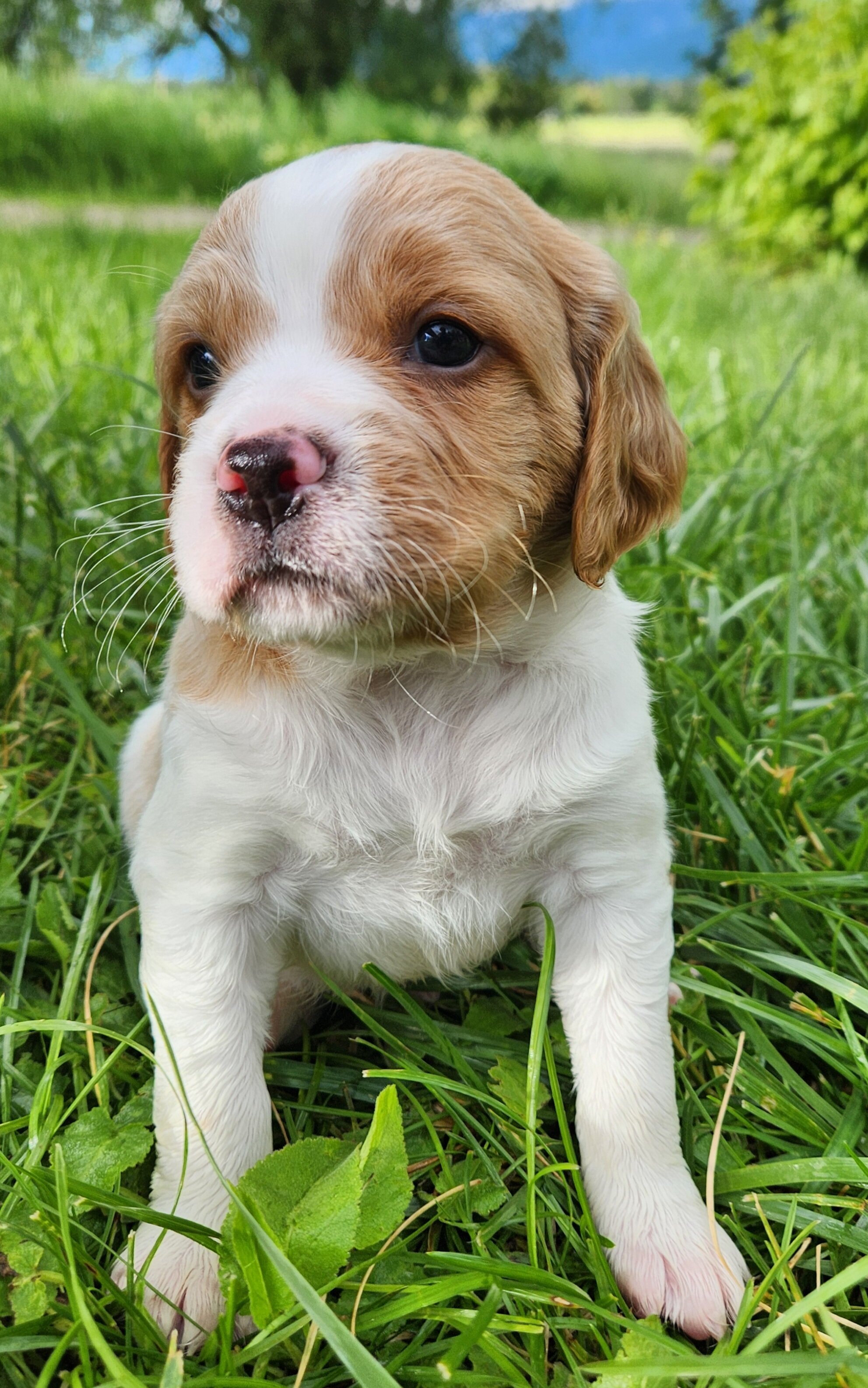 French Brittany Pups image 2