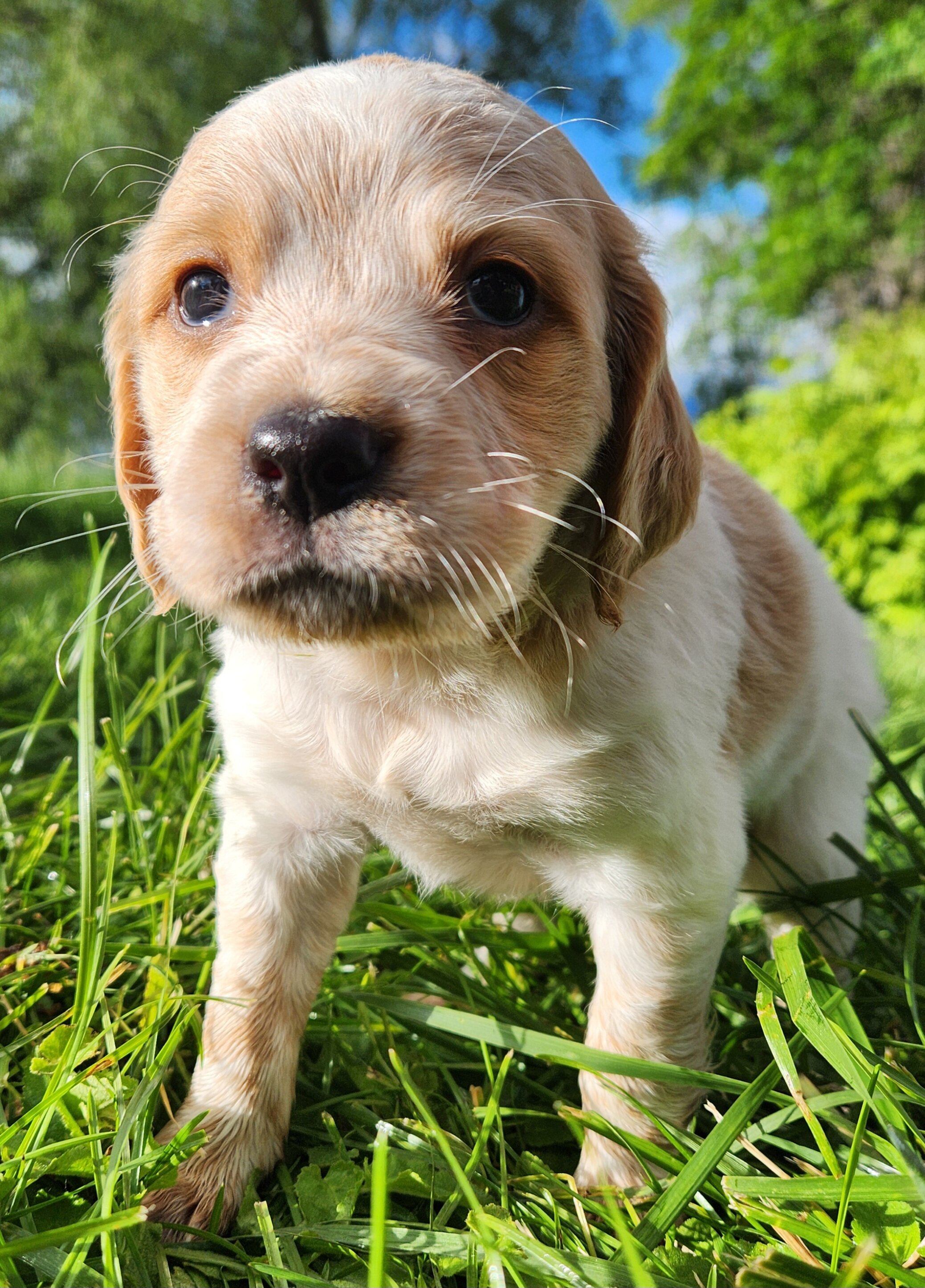 French Brittany Pups image 1
