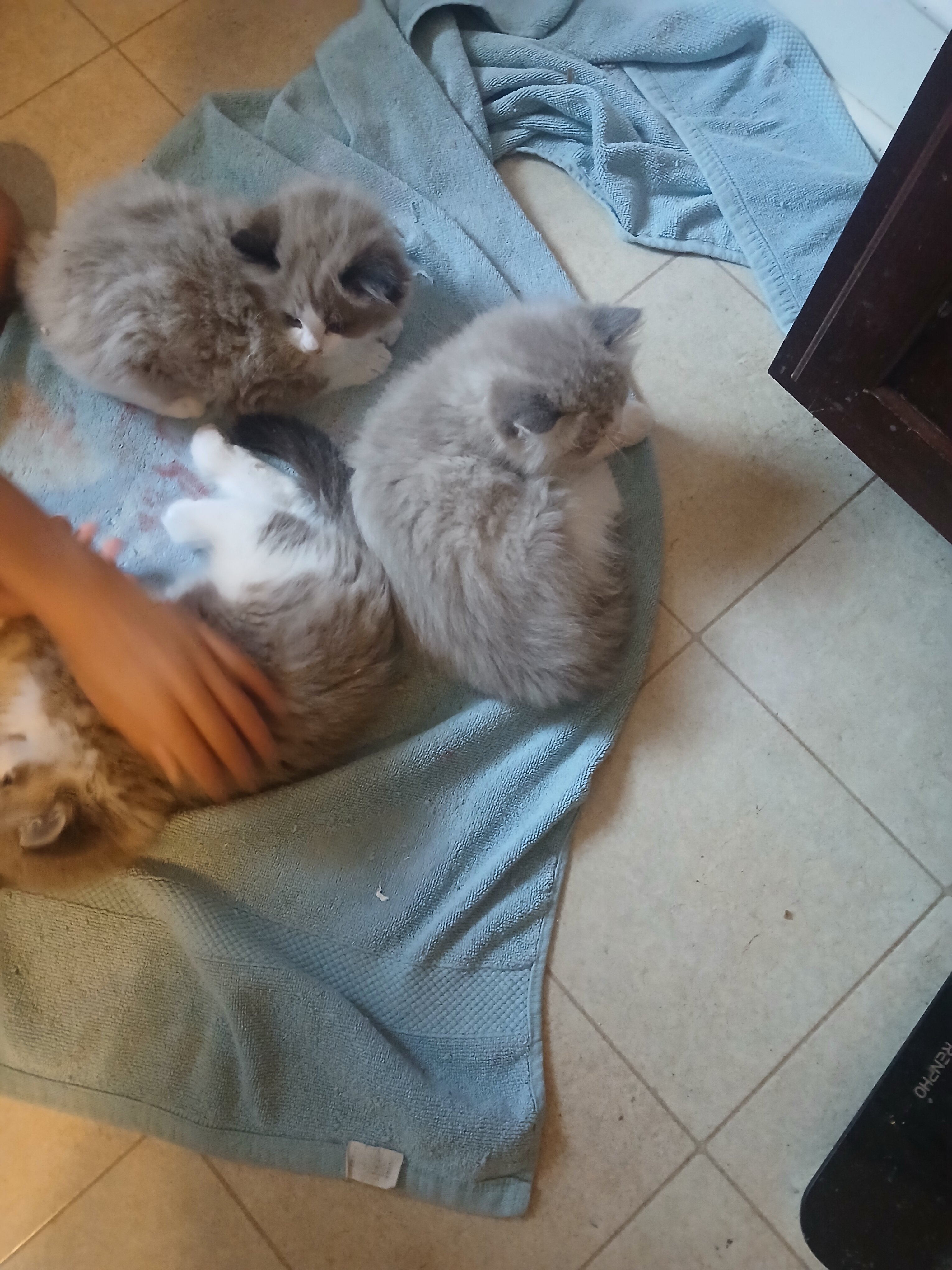 Rag Doll Kittens image 5