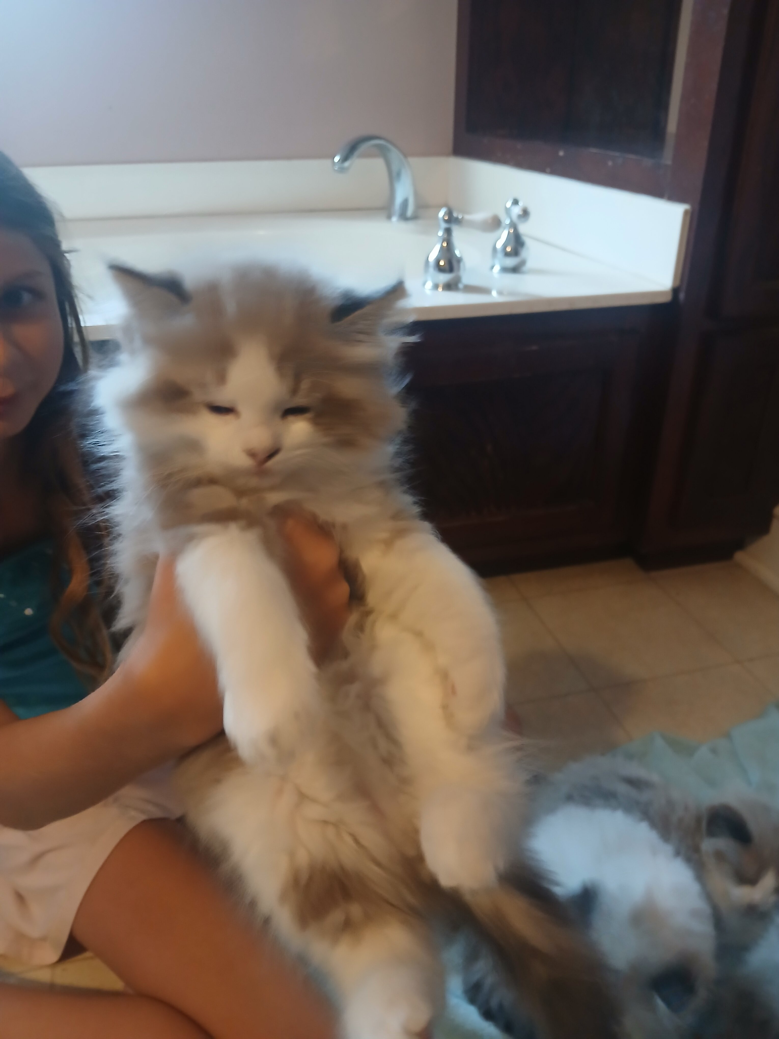 Rag Doll Kittens image 4
