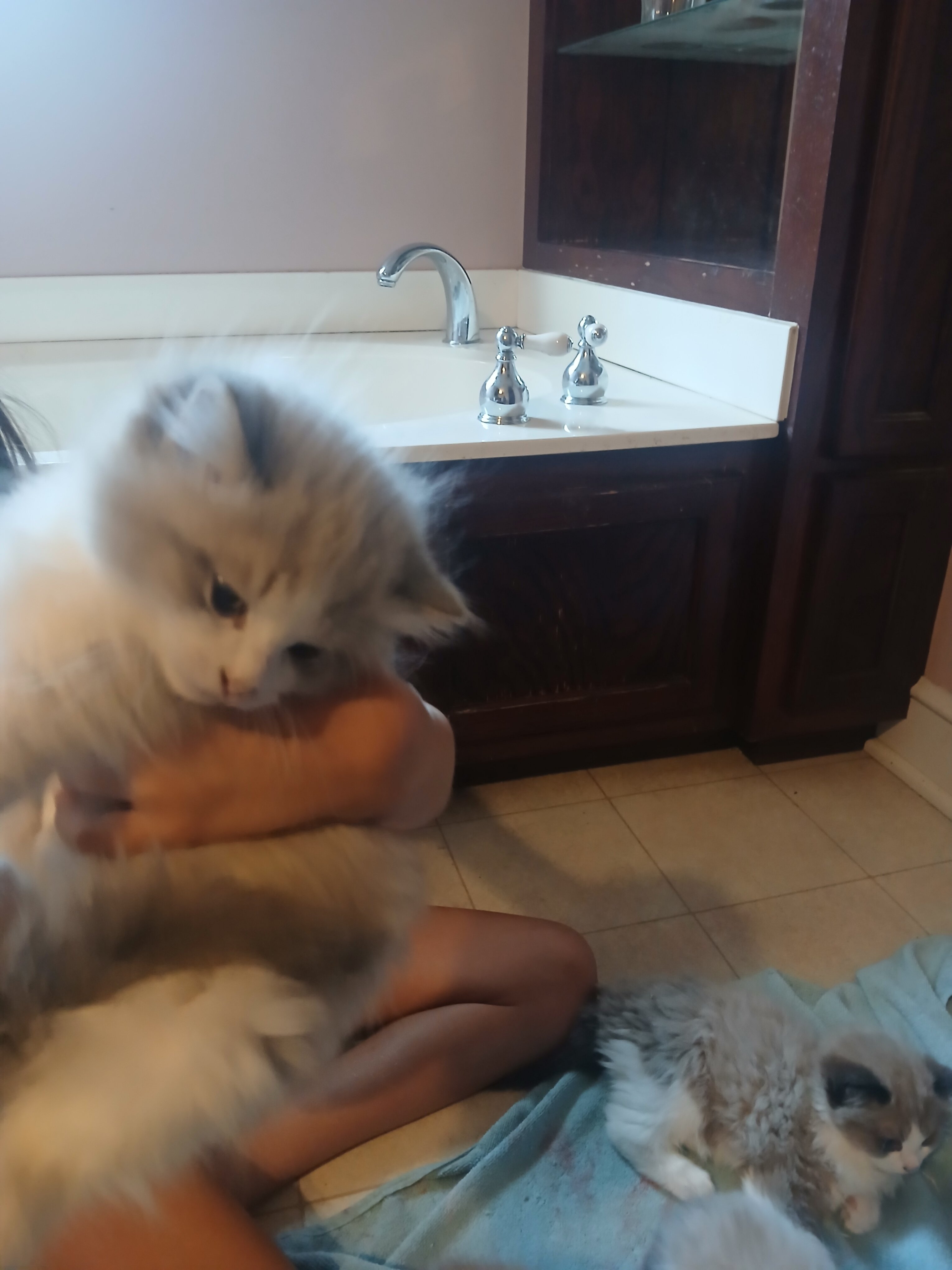Rag Doll Kittens image 3