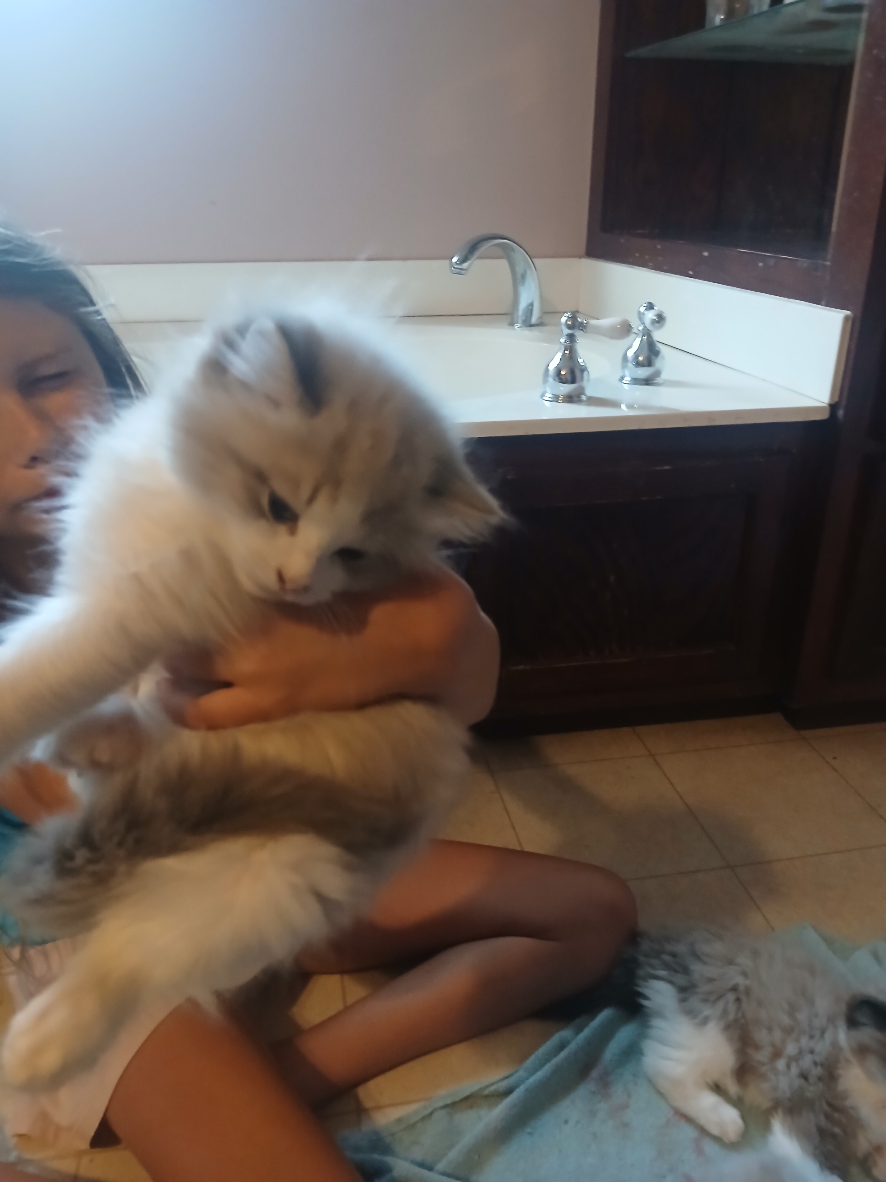 Rag Doll Kittens image 2