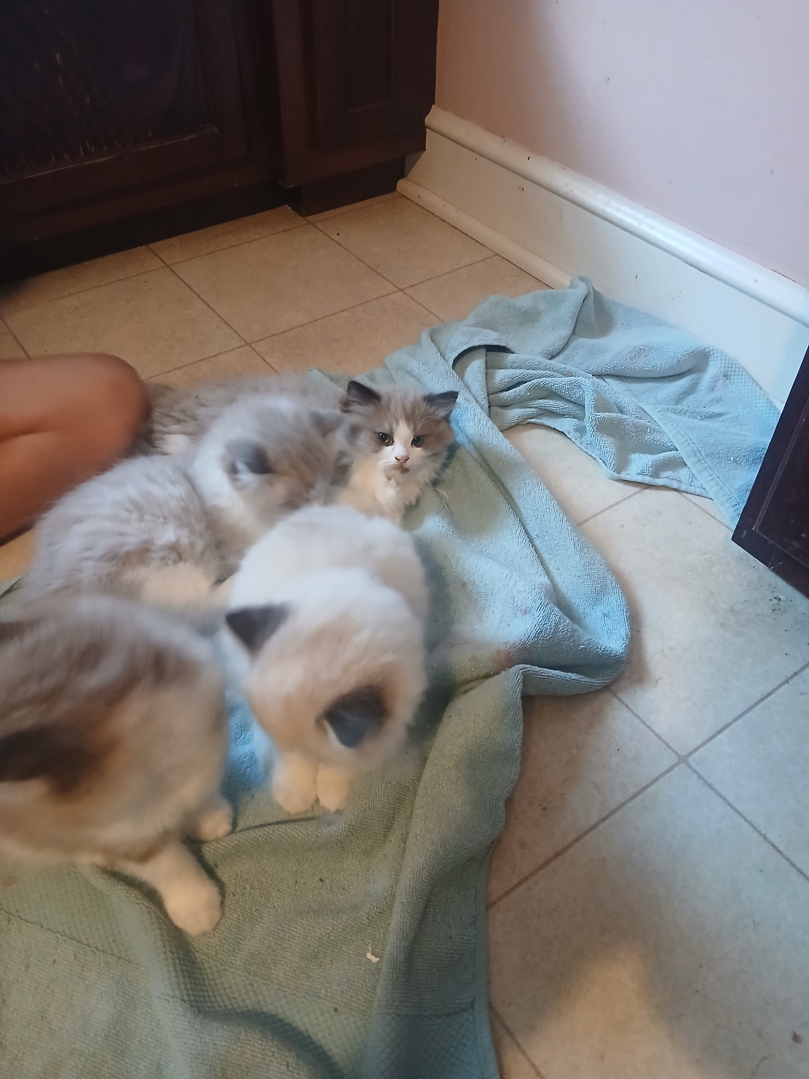 Rag Doll Kittens image 1