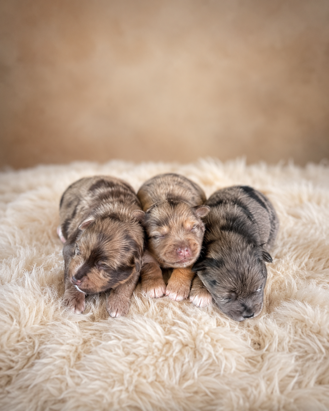 Miniature Schnauzer image 1