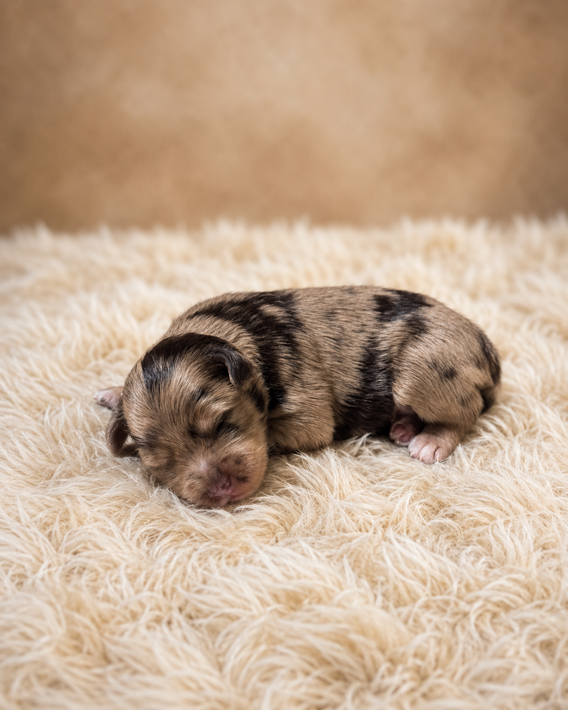 Miniature Schnauzer image 4