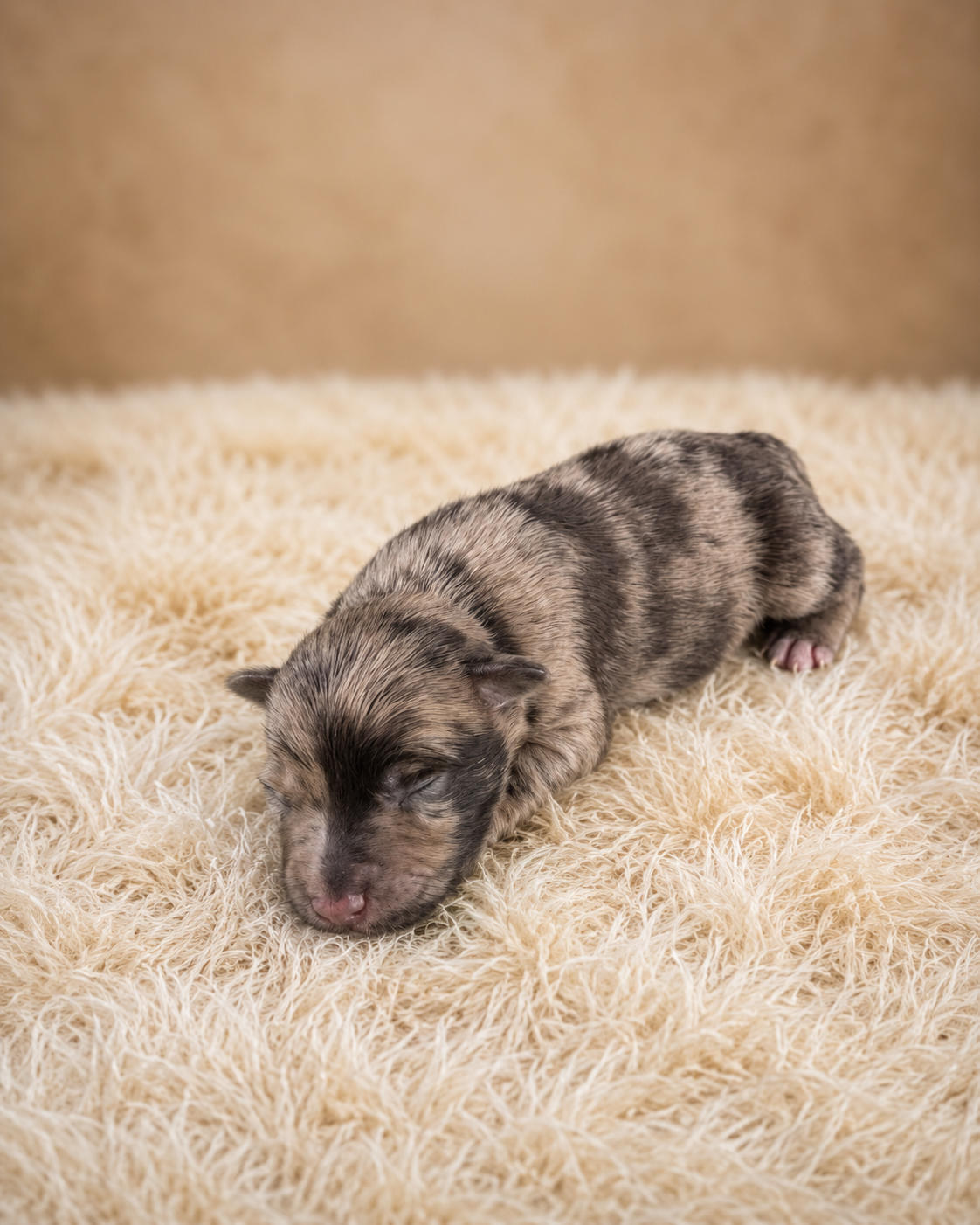 Miniature Schnauzer image 3