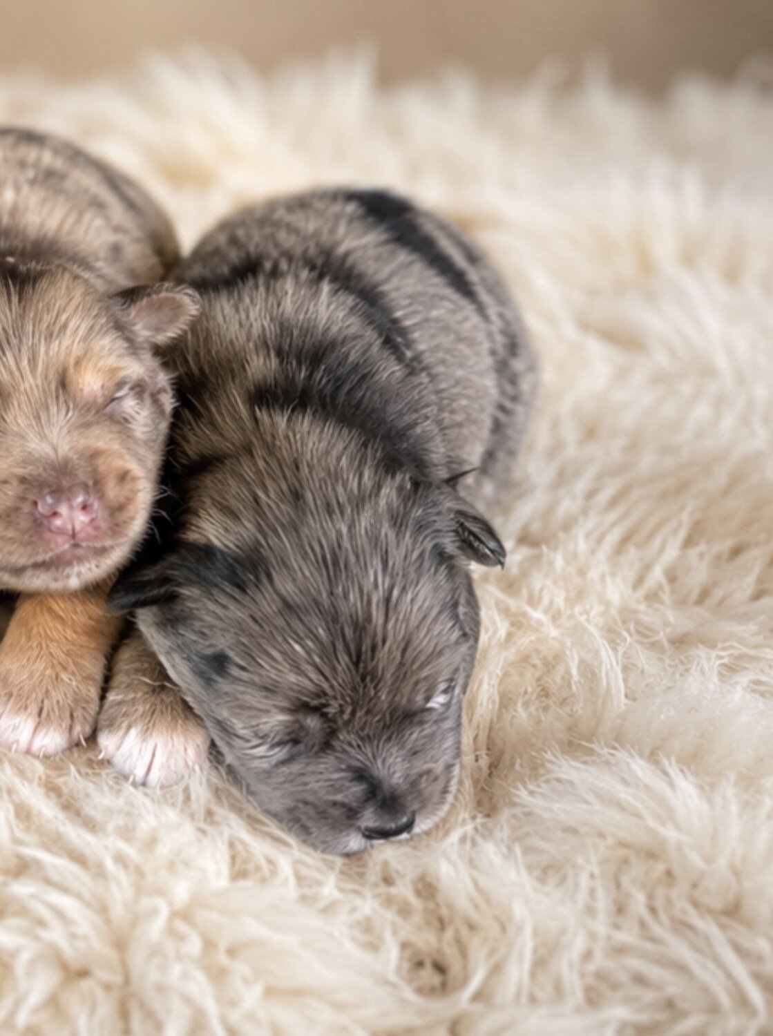 Miniature Schnauzer image 2