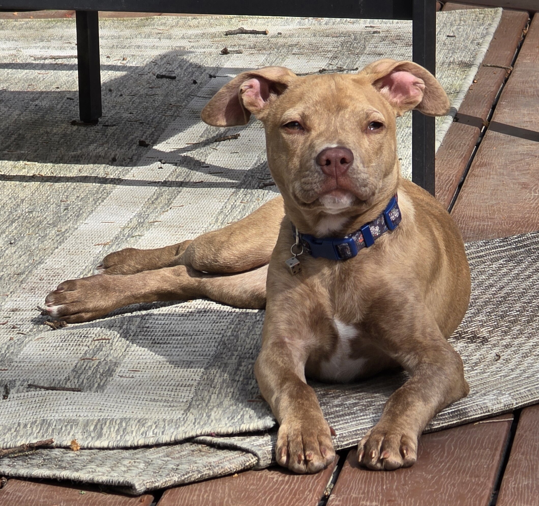 Pit Mix Male Puppy image 1