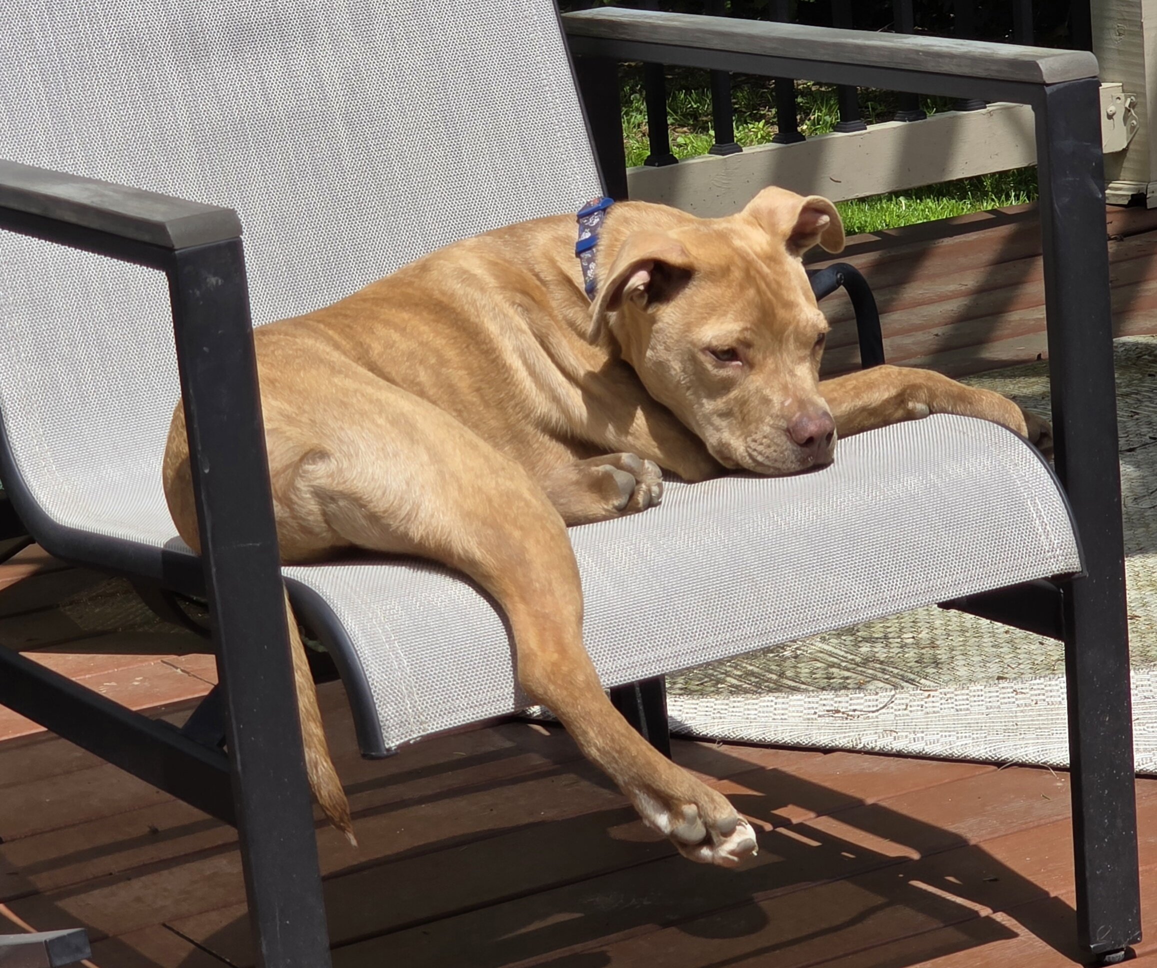 Pit Mix Male Puppy image 3