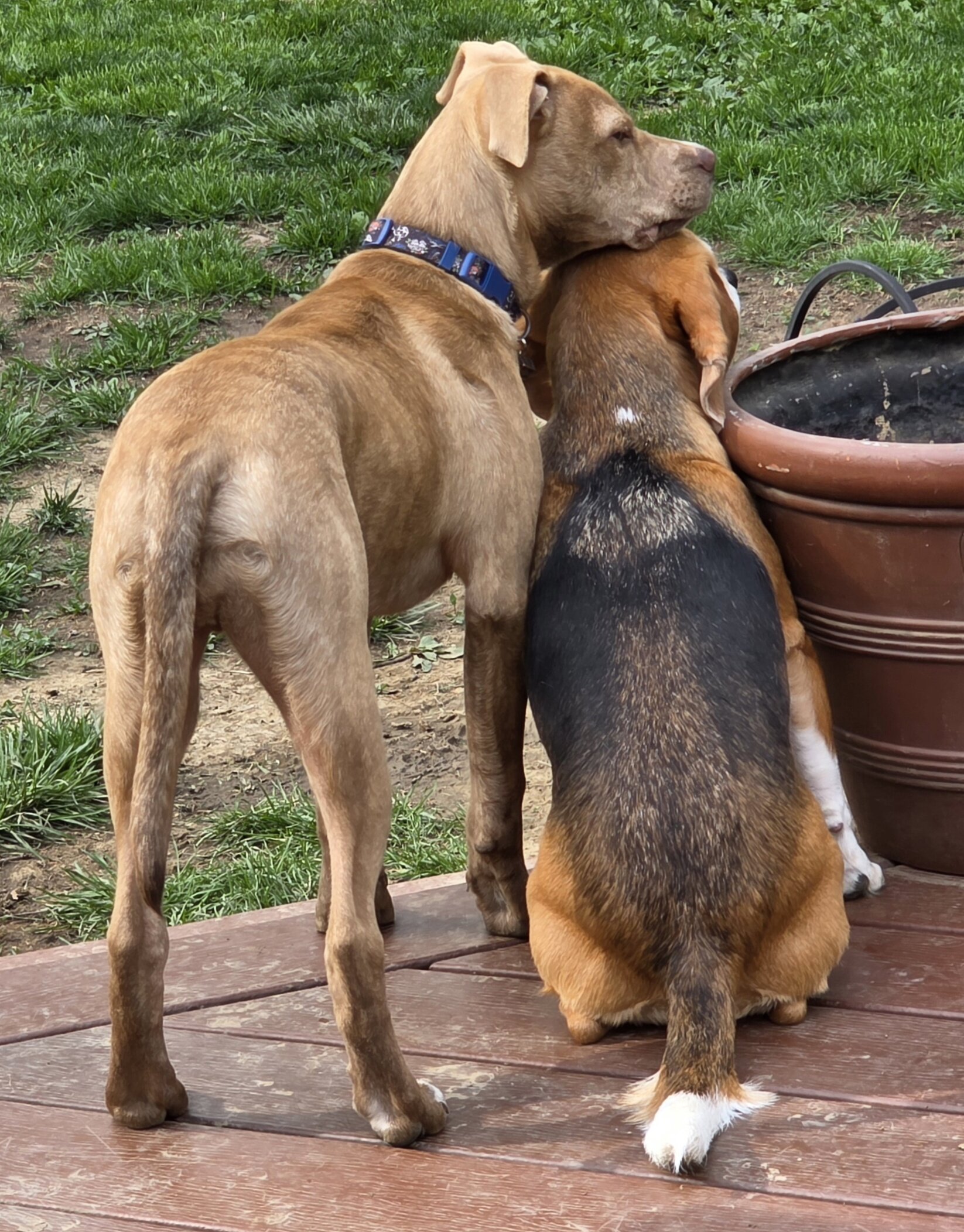 Pit Mix Male Puppy image 2