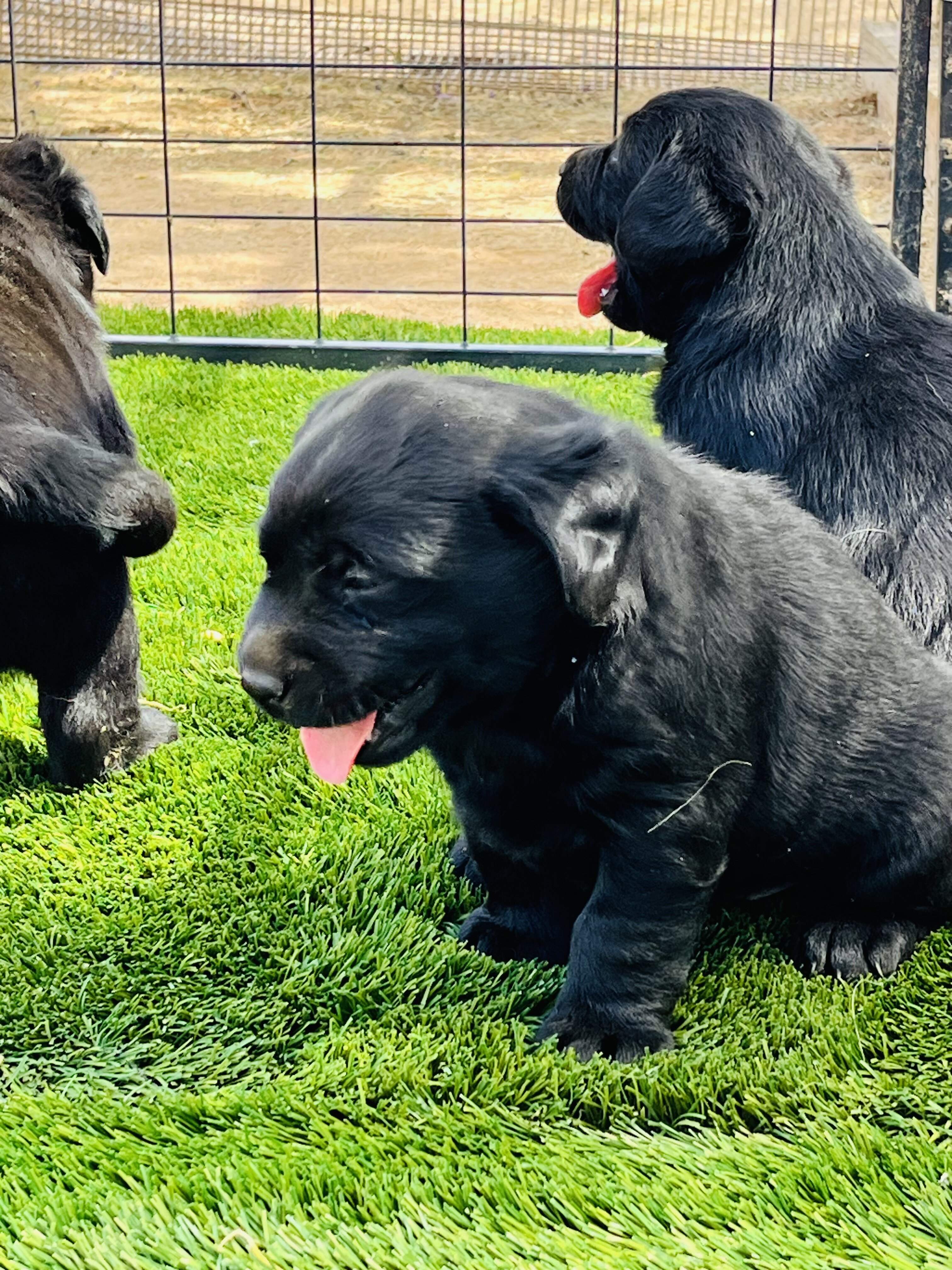 AKC black Labs image 1