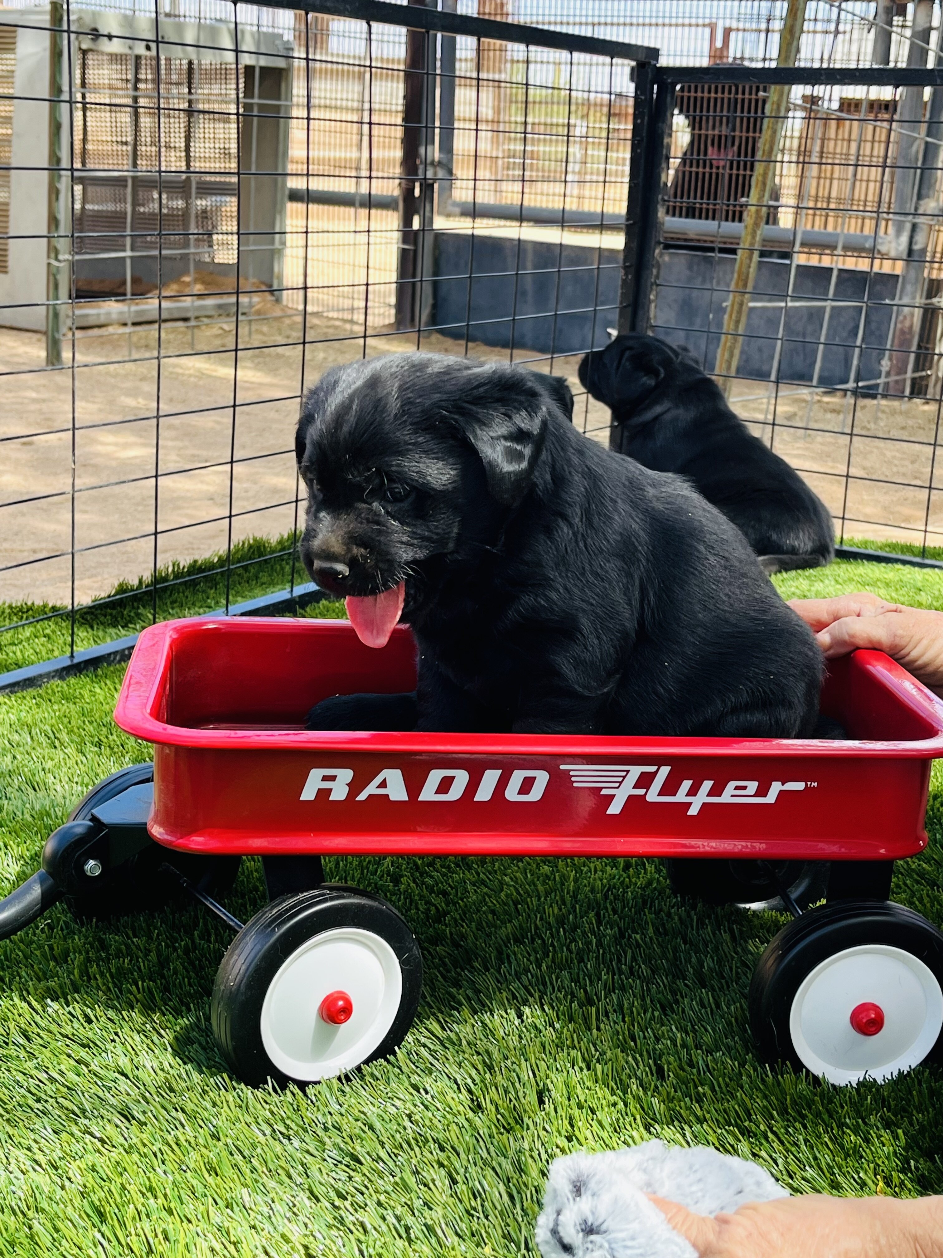 AKC black Labs image 2