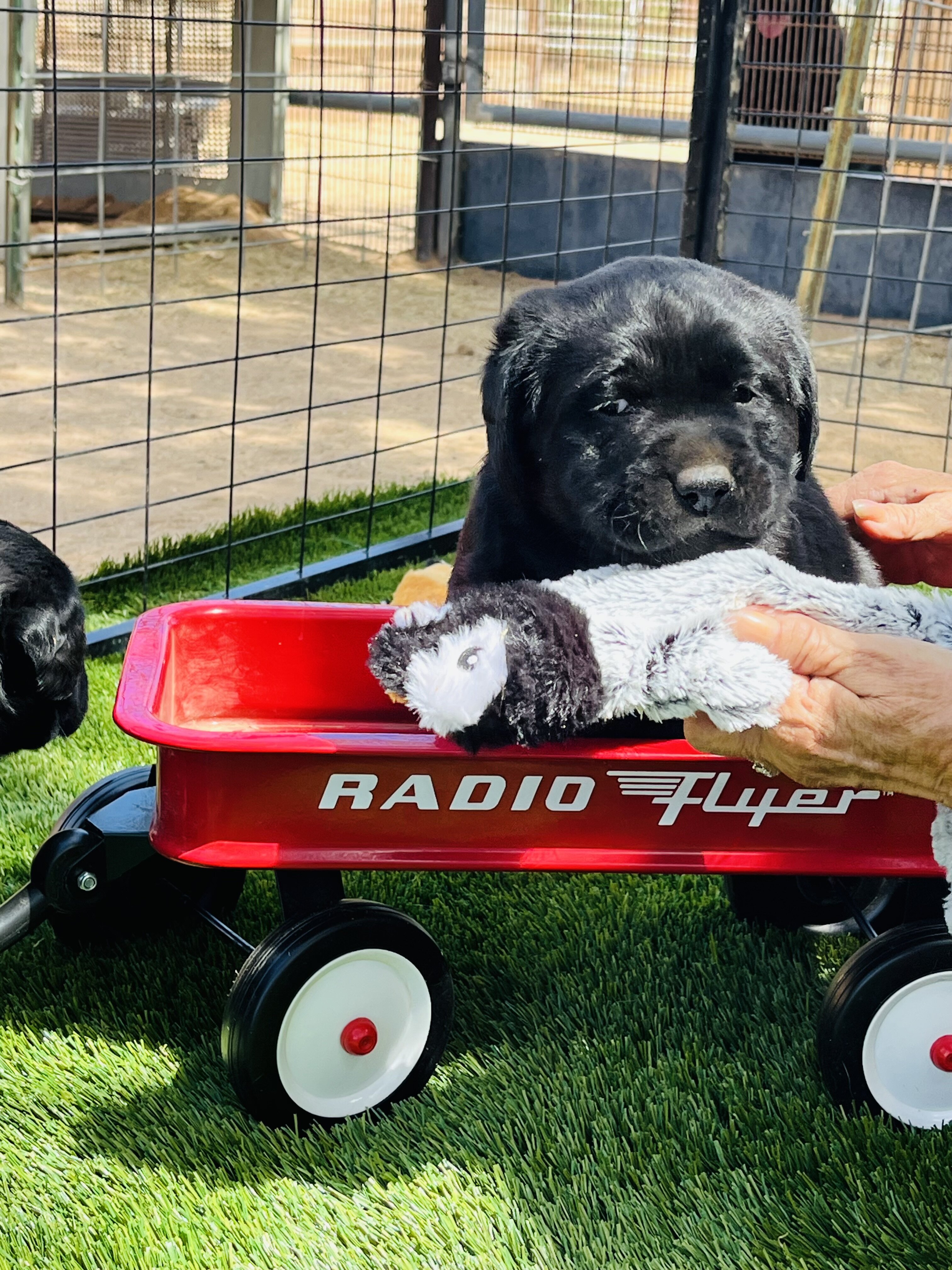 AKC black Labs image 3
