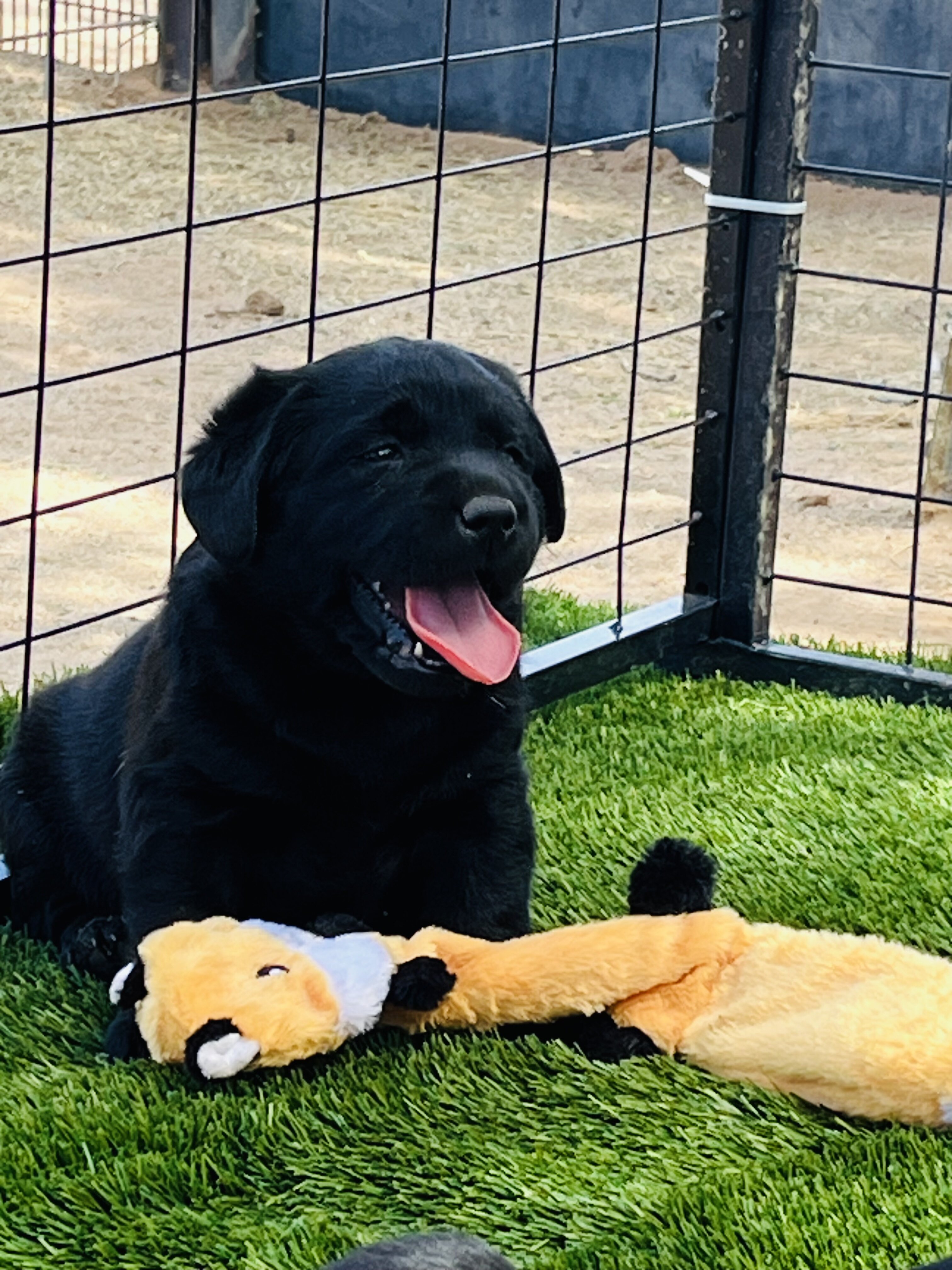 AKC black Labs image 4