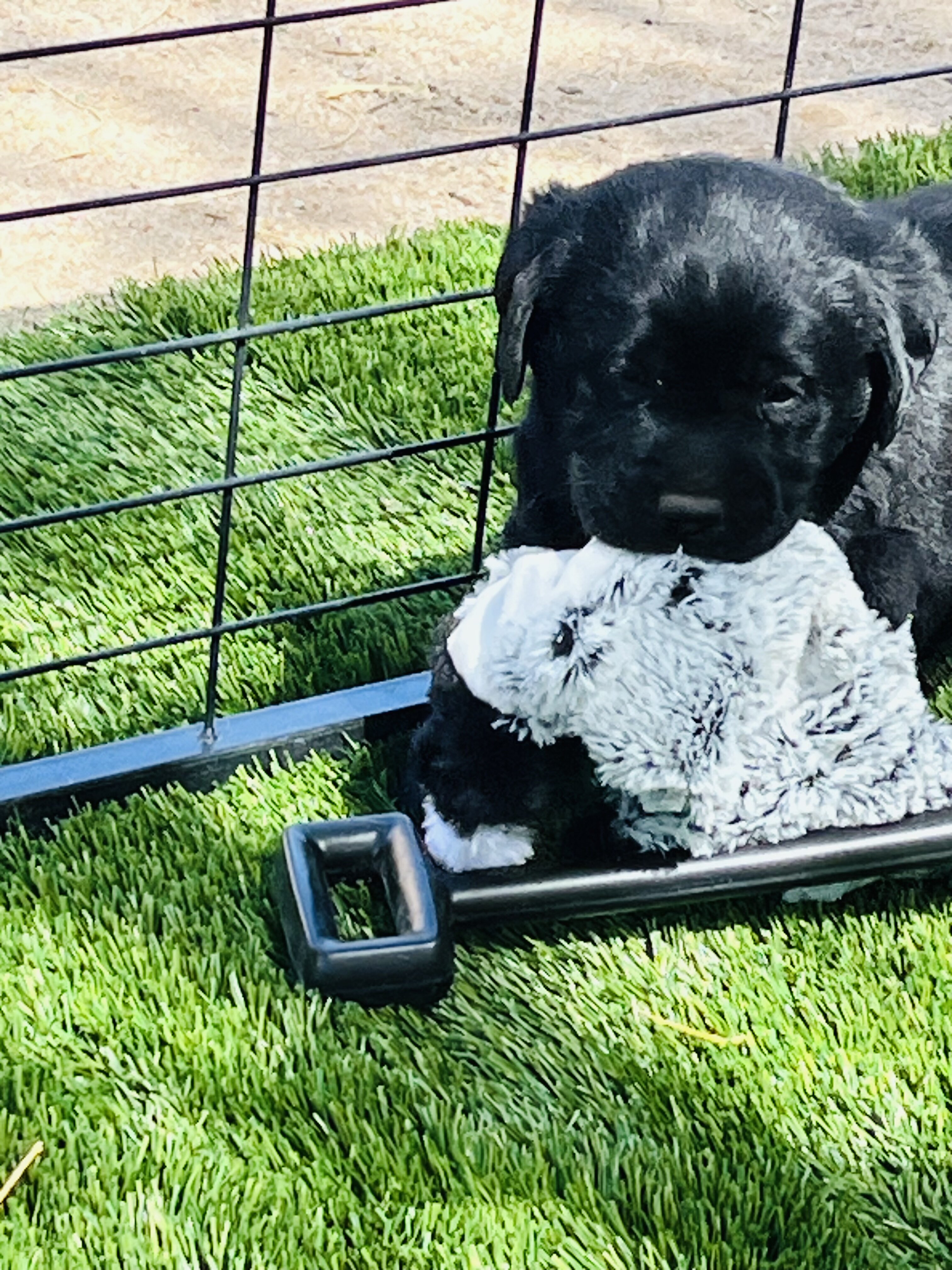 AKC black Labs image 5