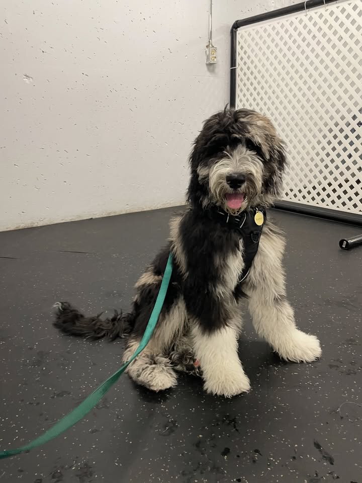 F1B bernedoodle image 1