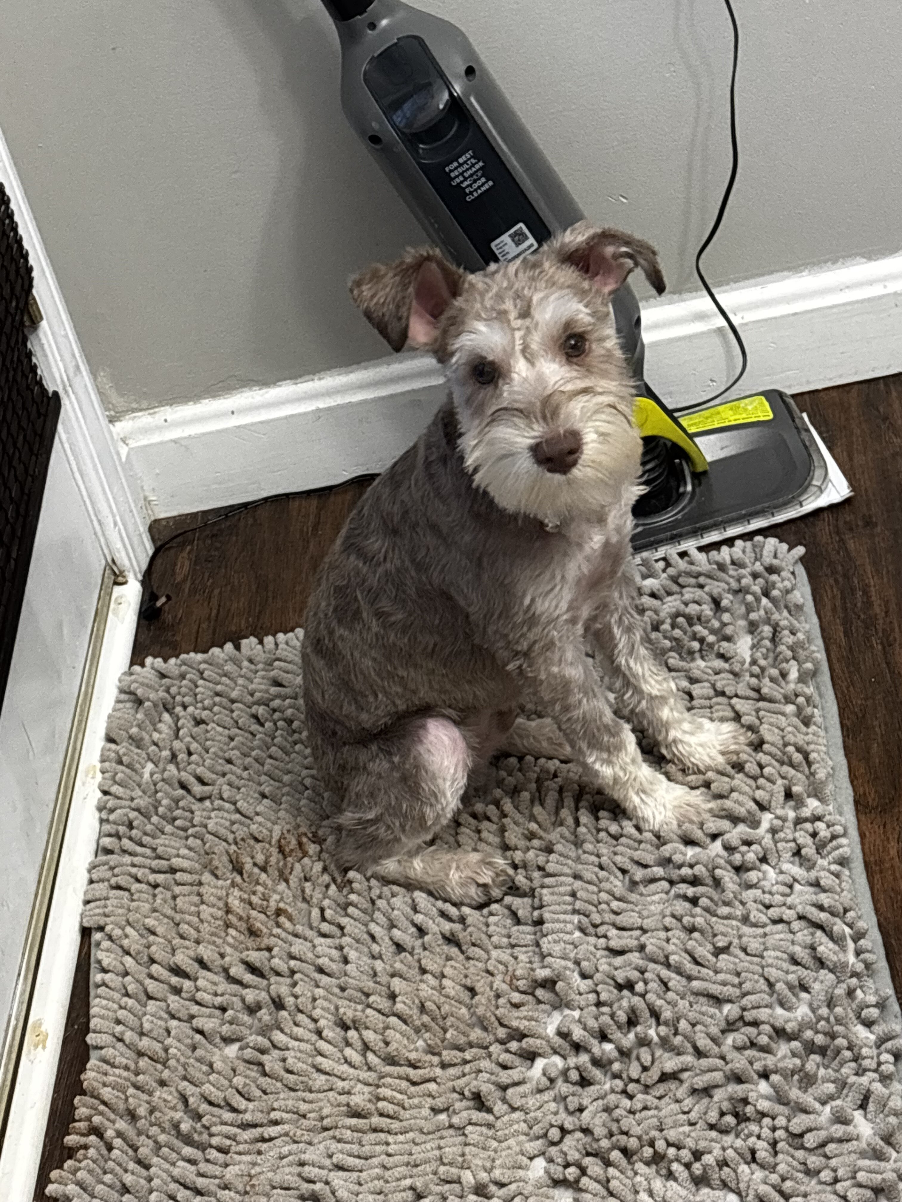 Miniature Schnauzer image 1