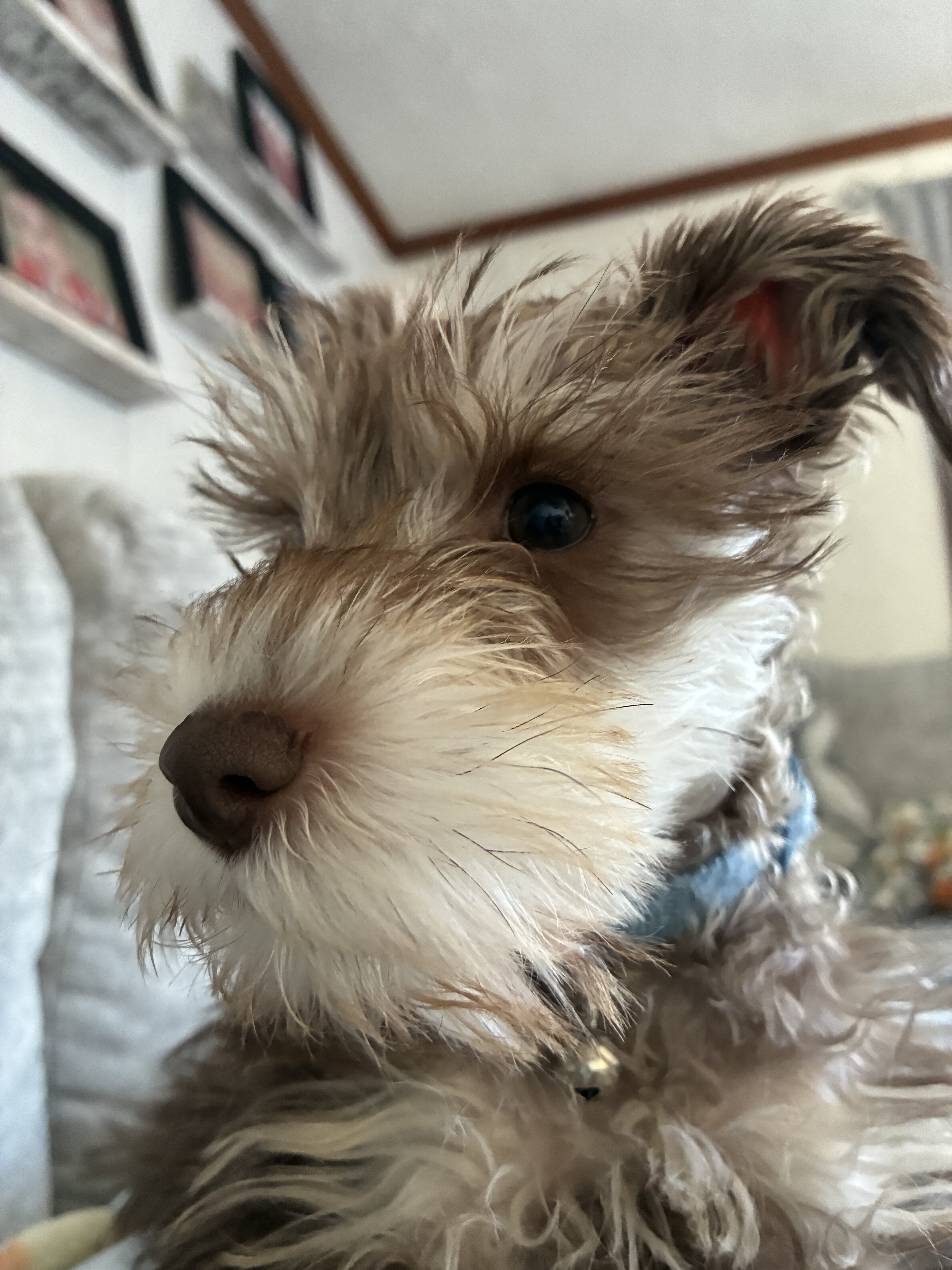 Miniature Schnauzer image 2