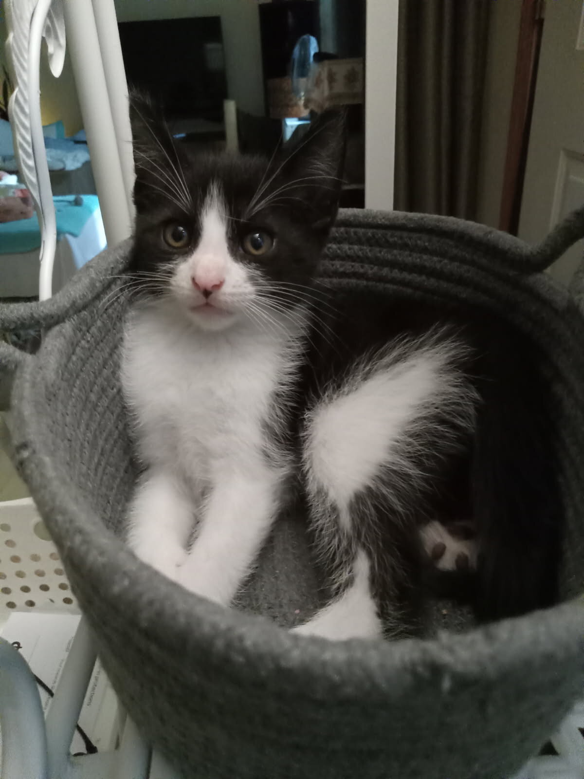 Georgie, rescue for rehoming, updated 10-10-26 image 1