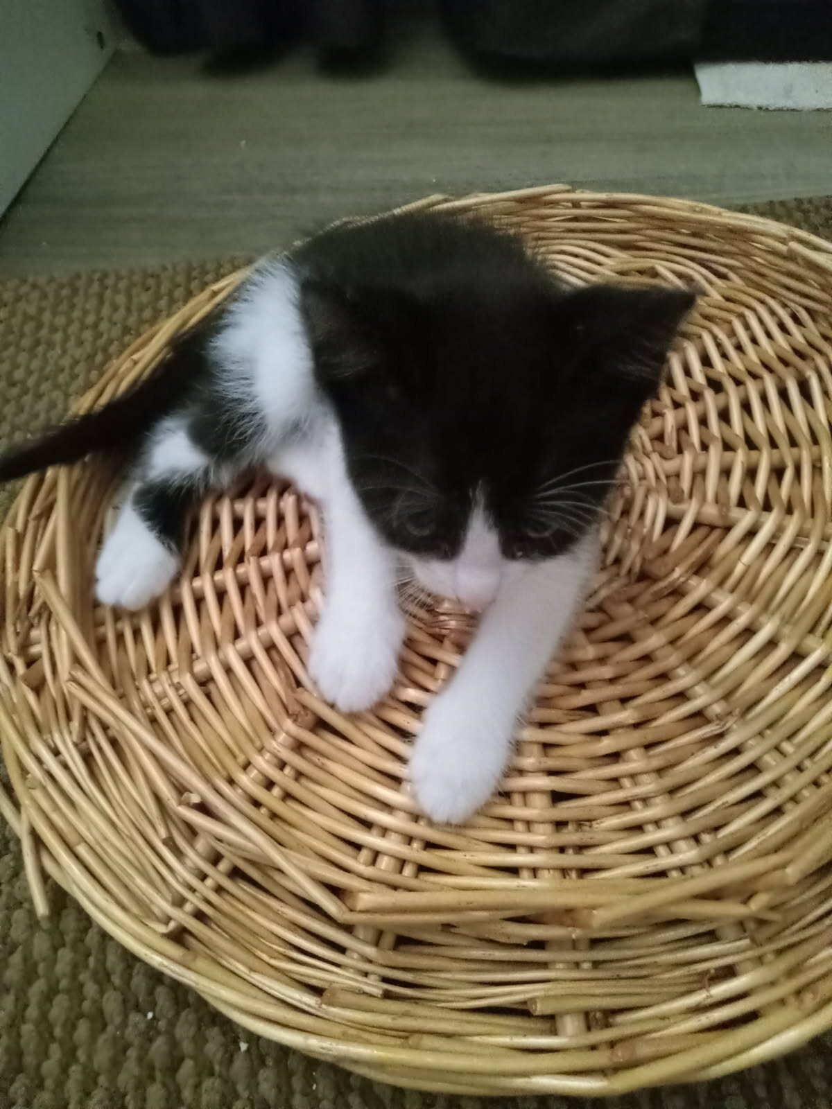Georgie, rescue for rehoming, updated 10-10-26 image 2