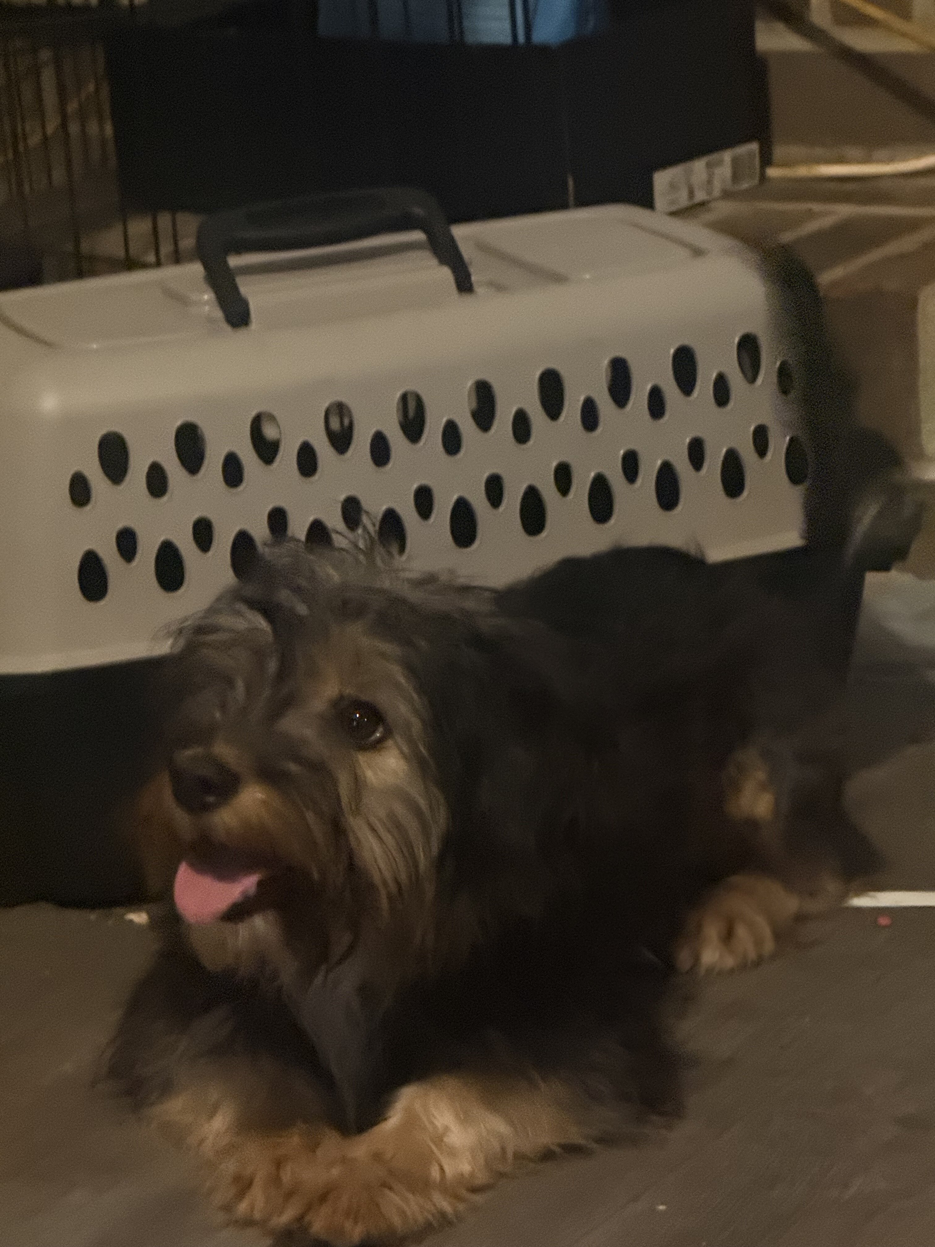 Dog image 4